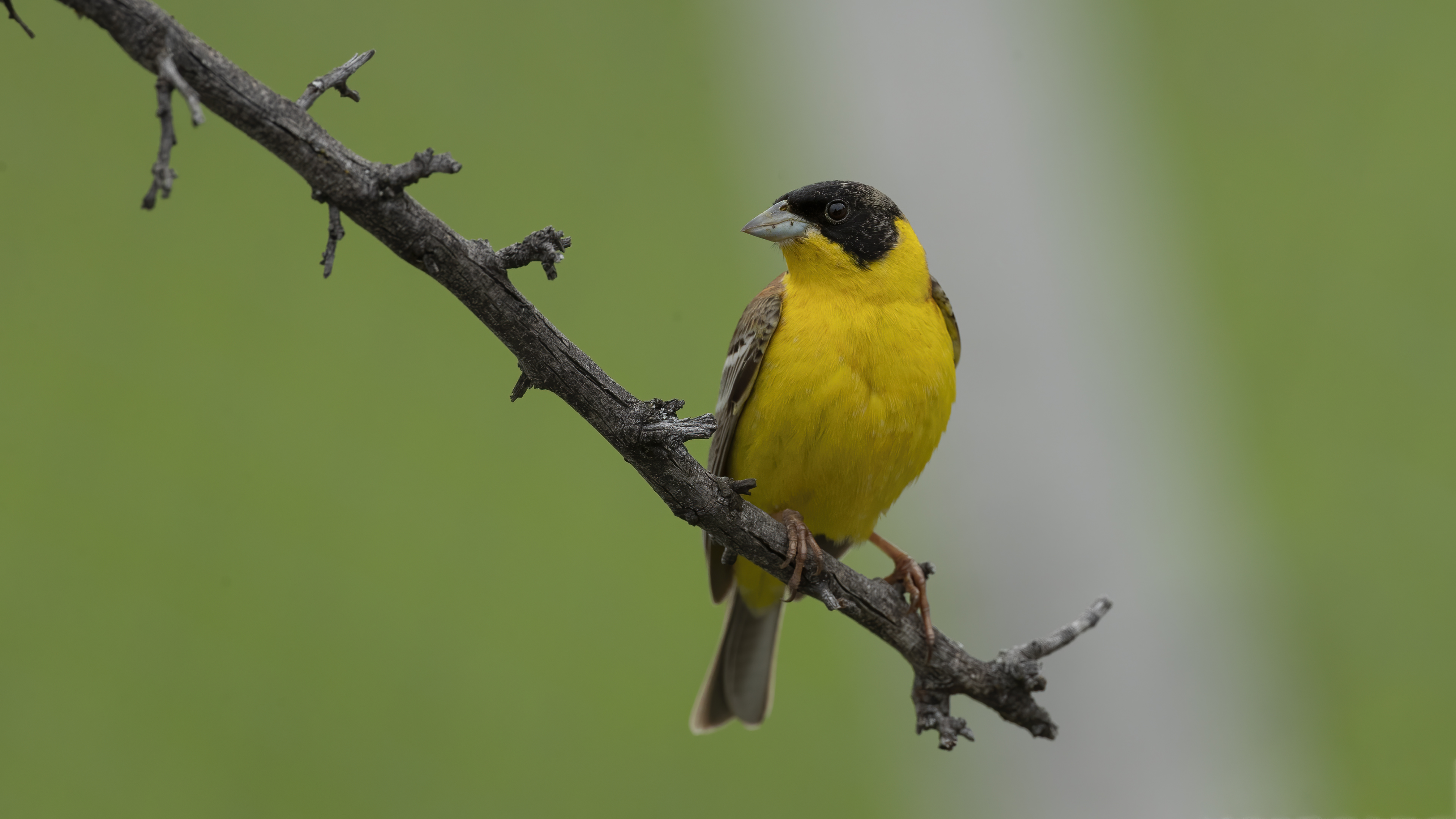 Black-headed Bunting