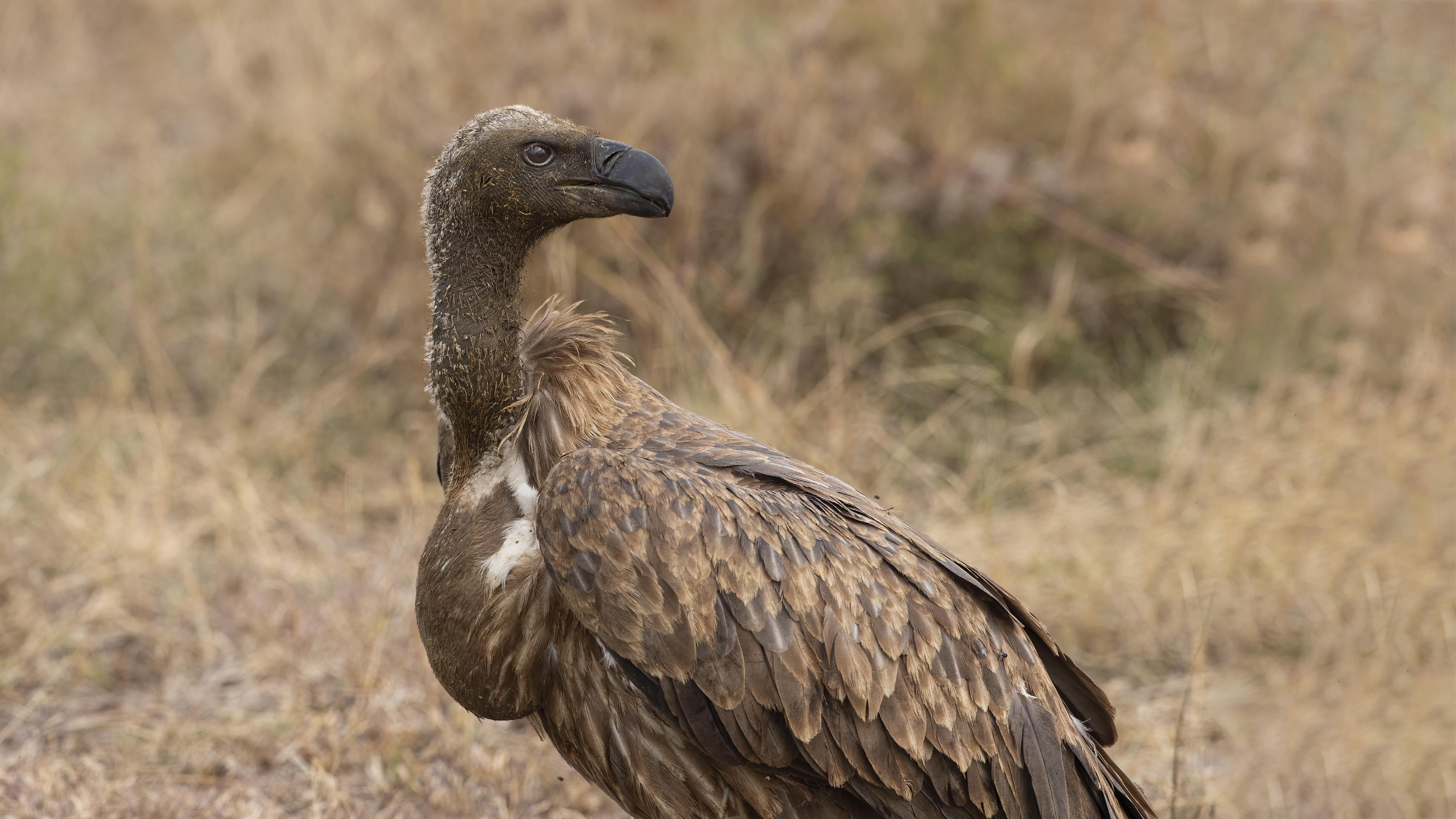Rüppell's Griffon