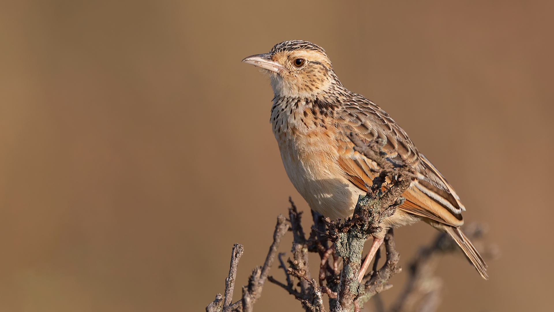 Abbott's Starling — Ana fotoğraf