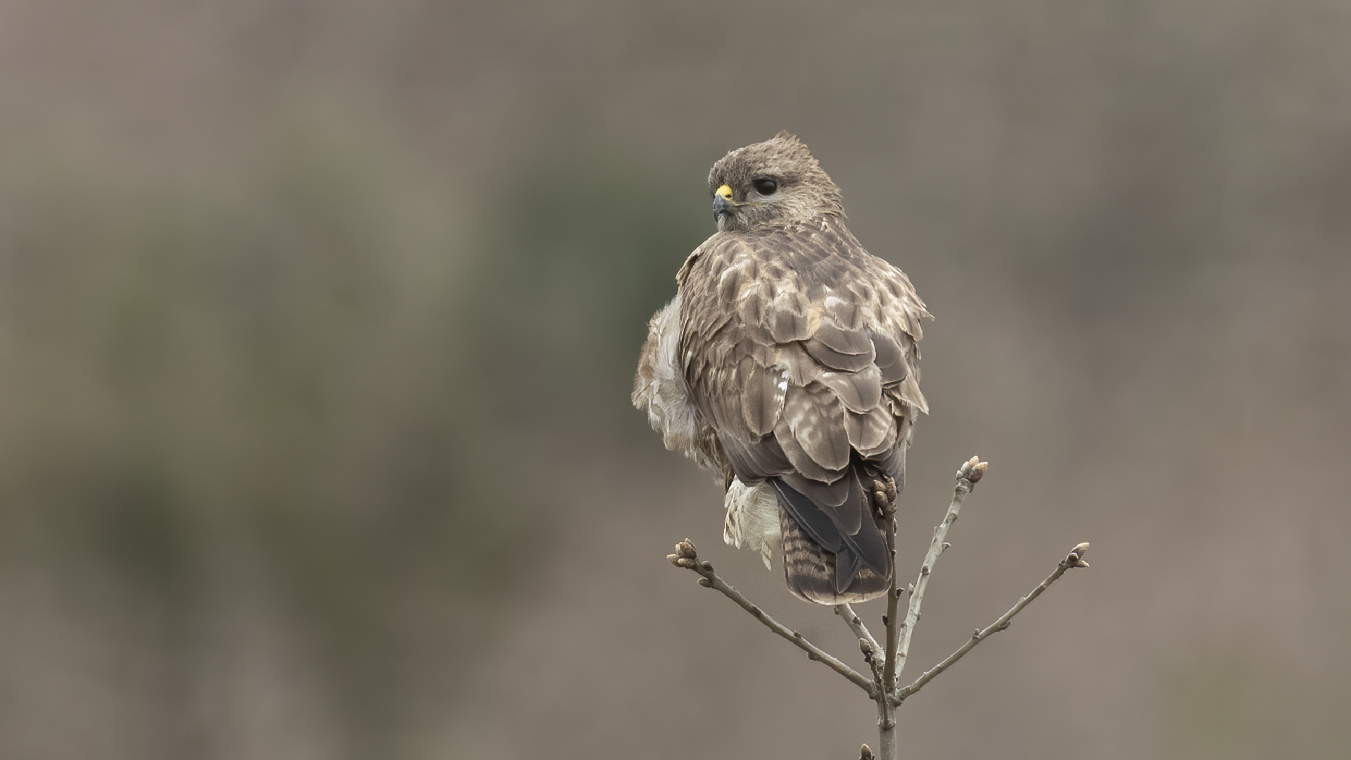 Common Buzzard