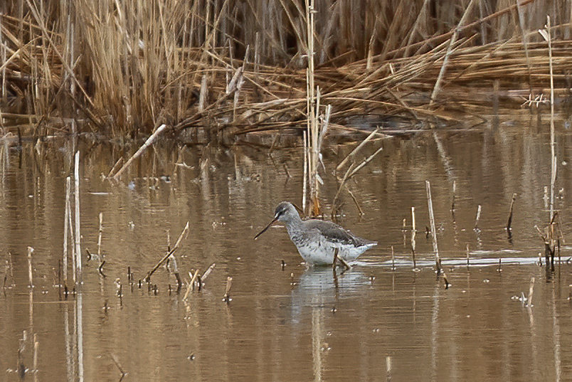 Spotted Redshank — Ana fotoğraf