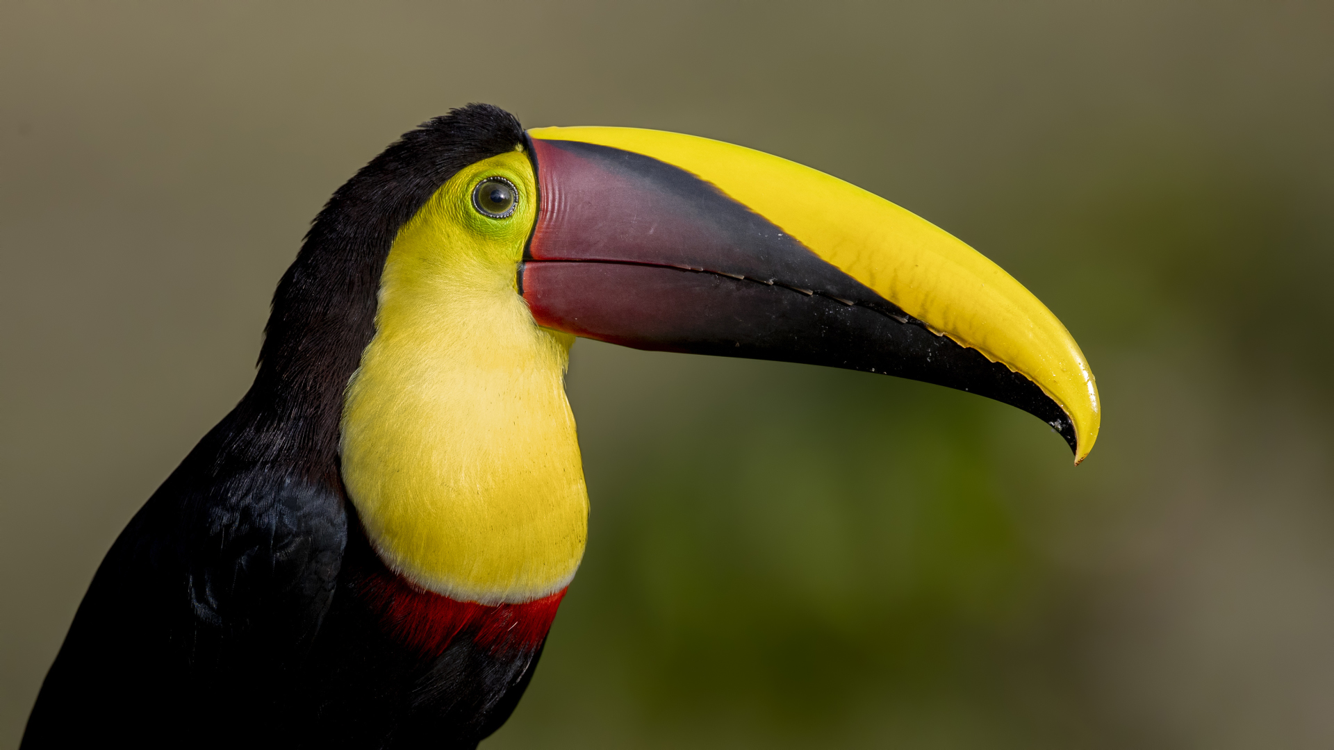 Yellow-throated Toucan