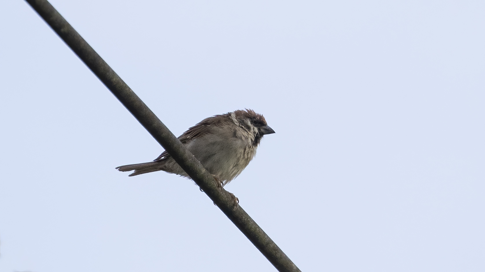 Eurasian Tree Sparrow