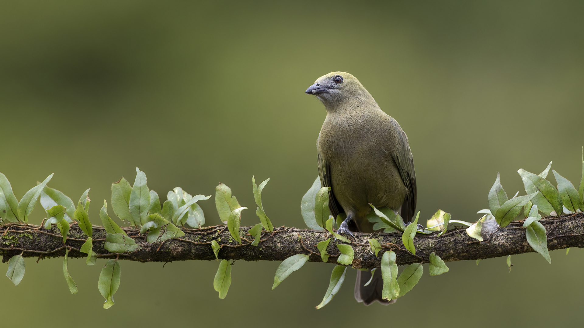 Palm Tanager — Ana fotoğraf