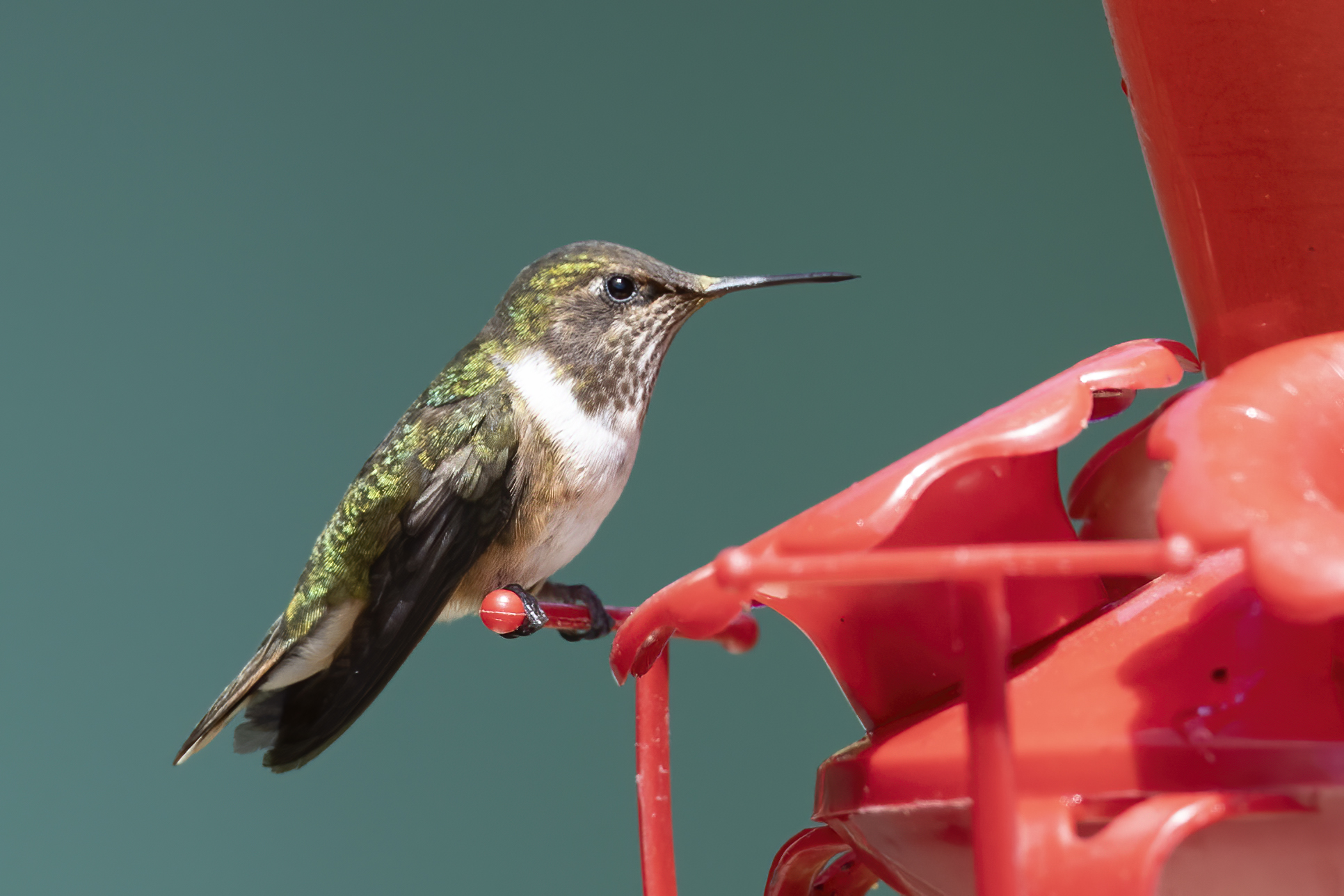Acadian Flycatcher