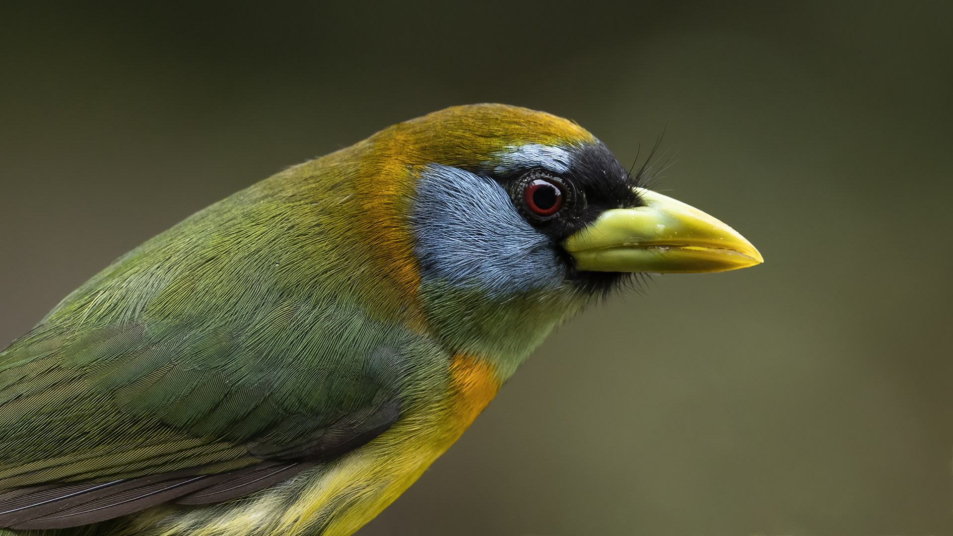 Red-headed Barbet