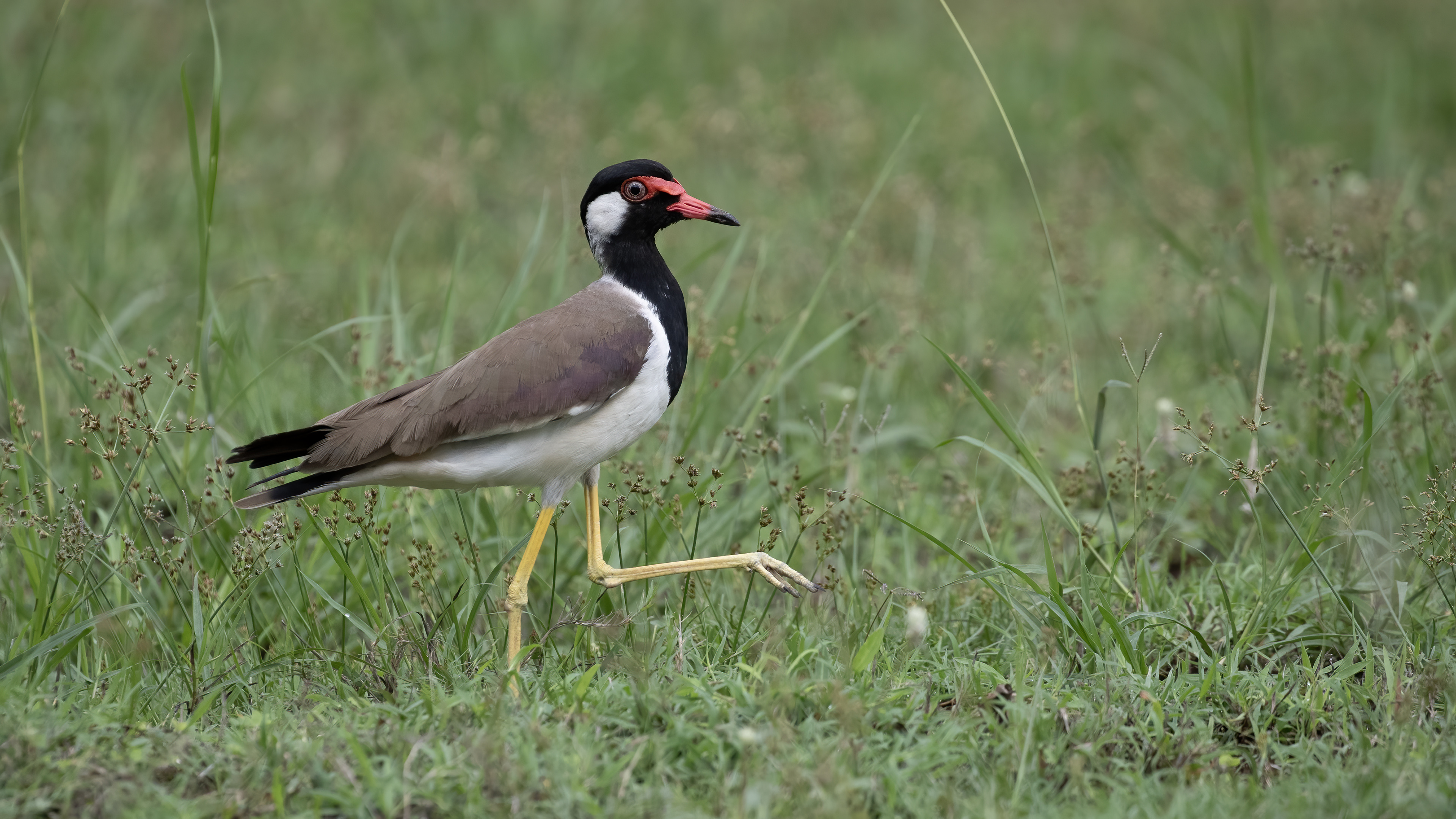 Red-wattled Lapwing