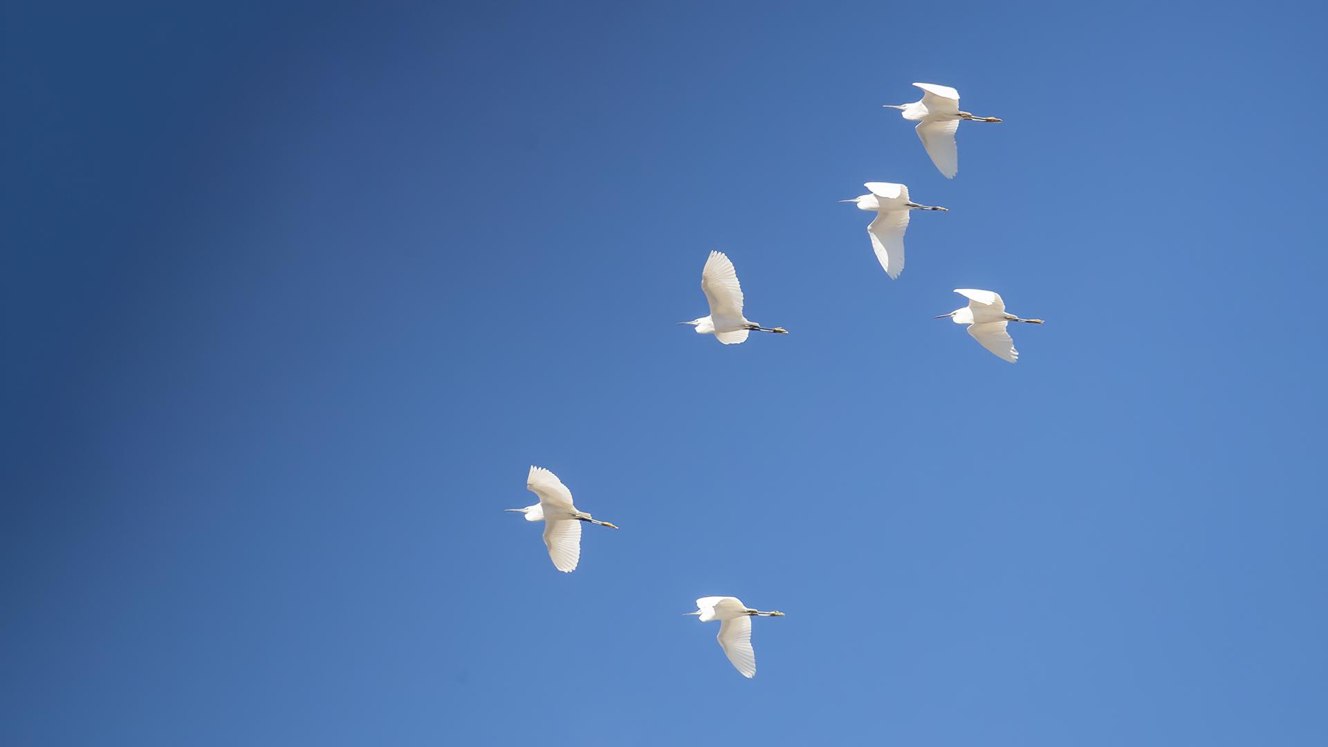 Little Egret