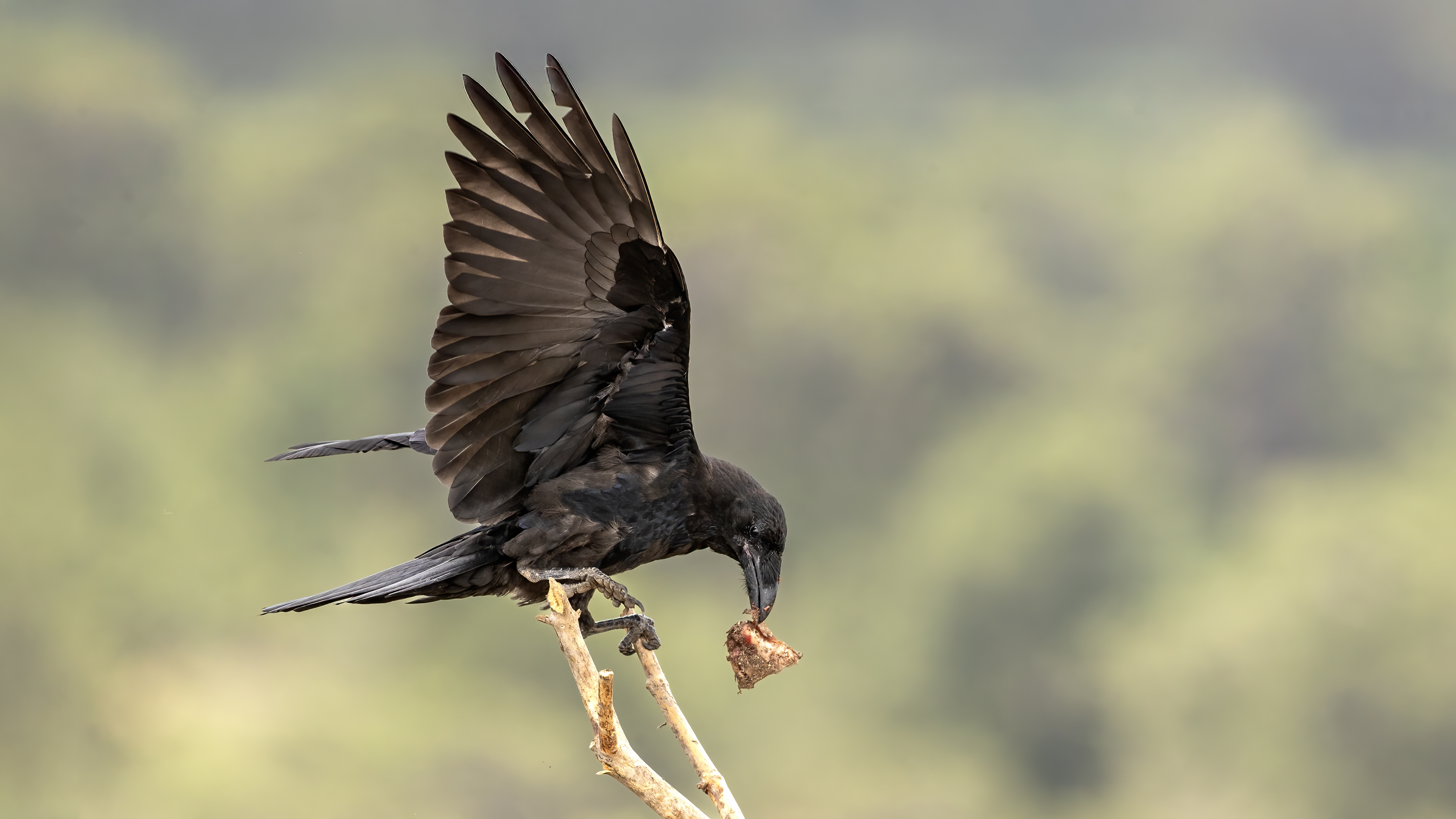 Common Raven
