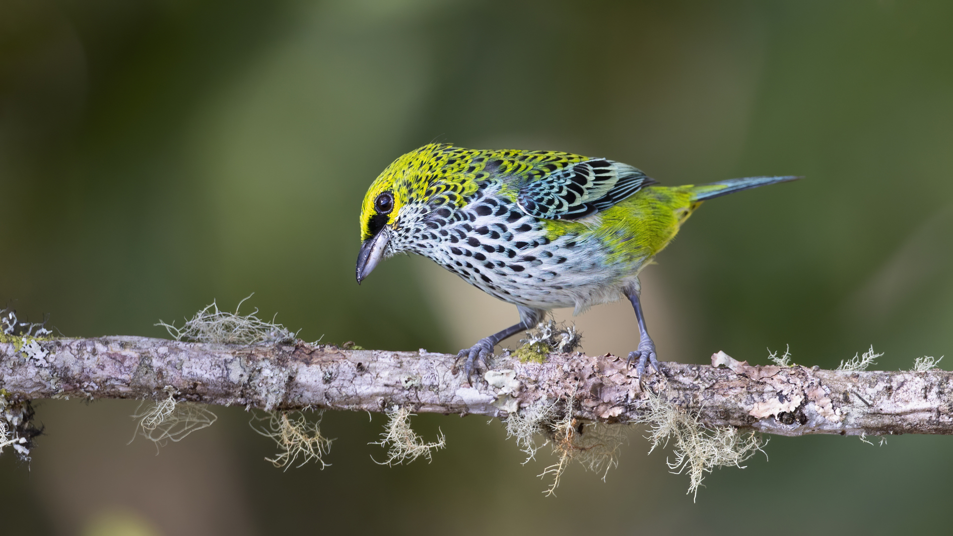 Speckled Tanager