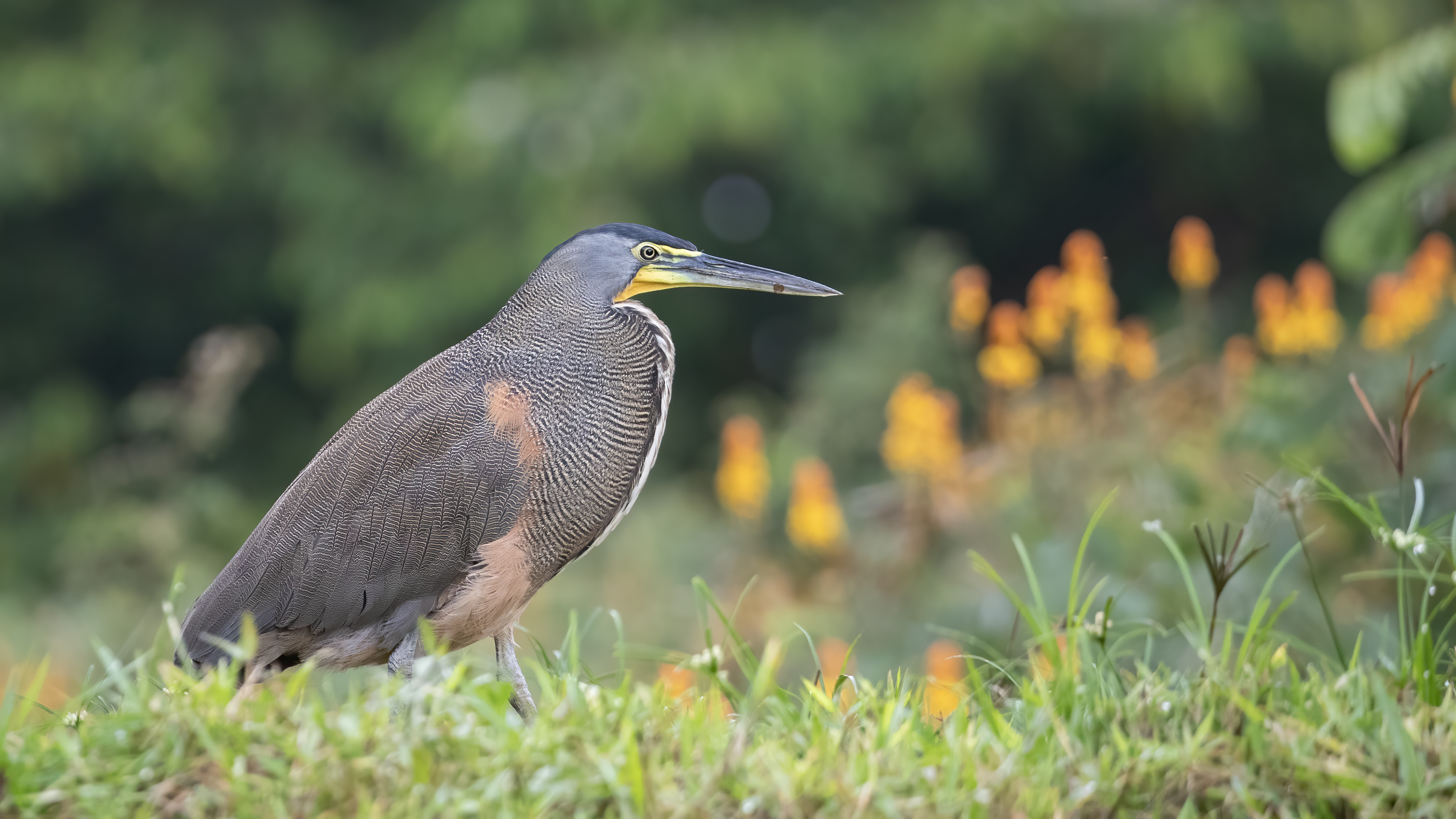 Bare-throated Tiger-Heron