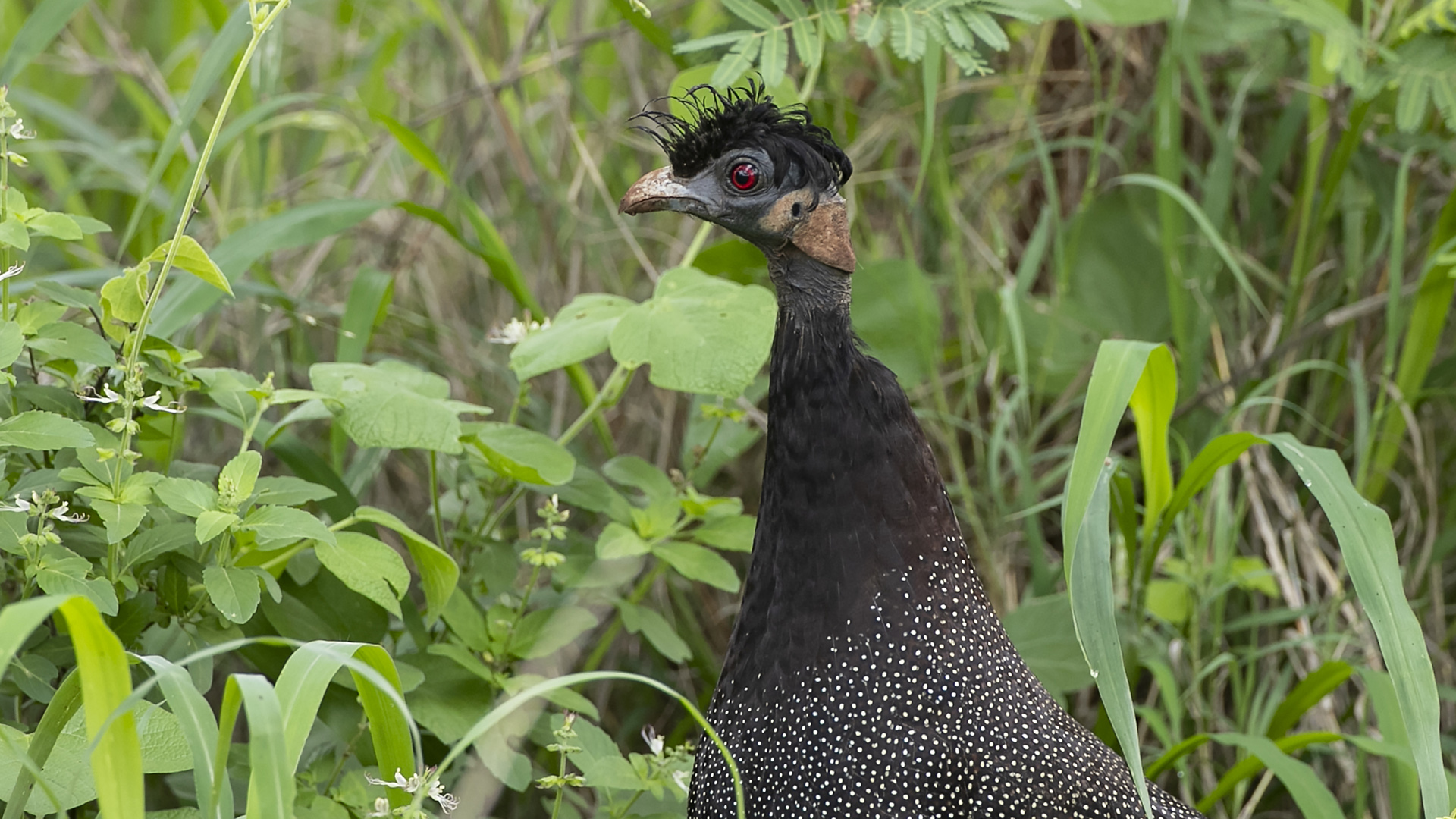 Crested Guineafowl — Ana fotoğraf
