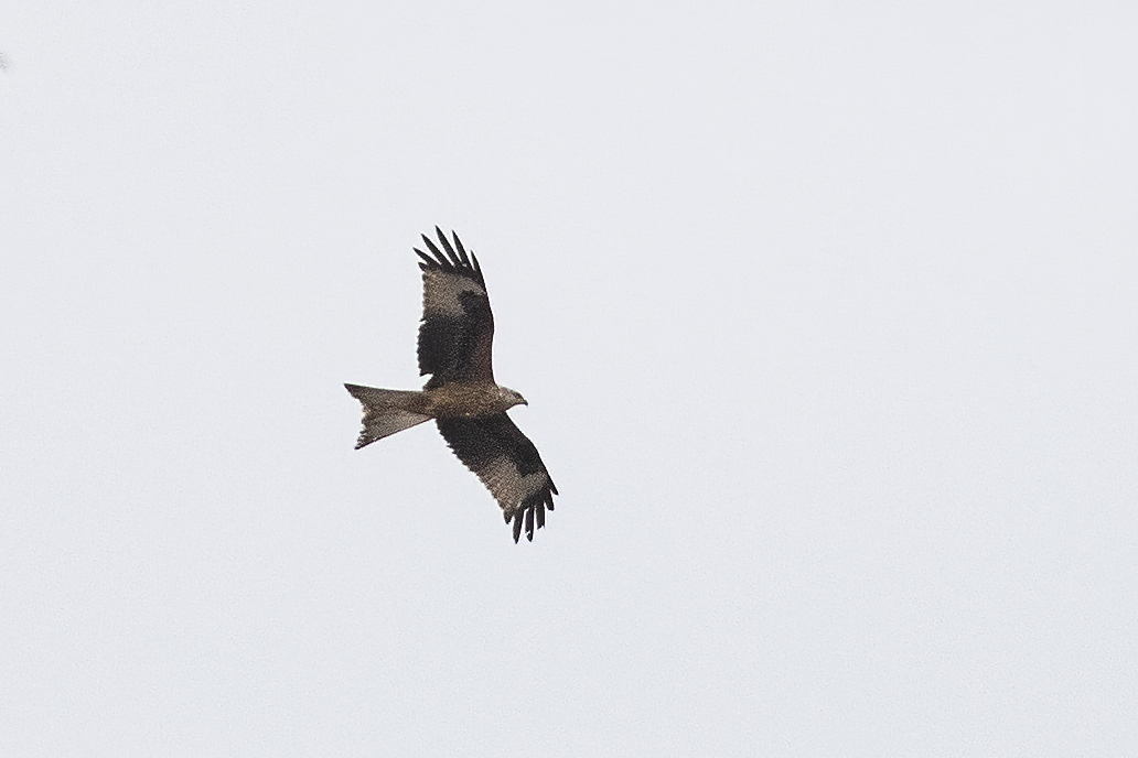 Red Kite