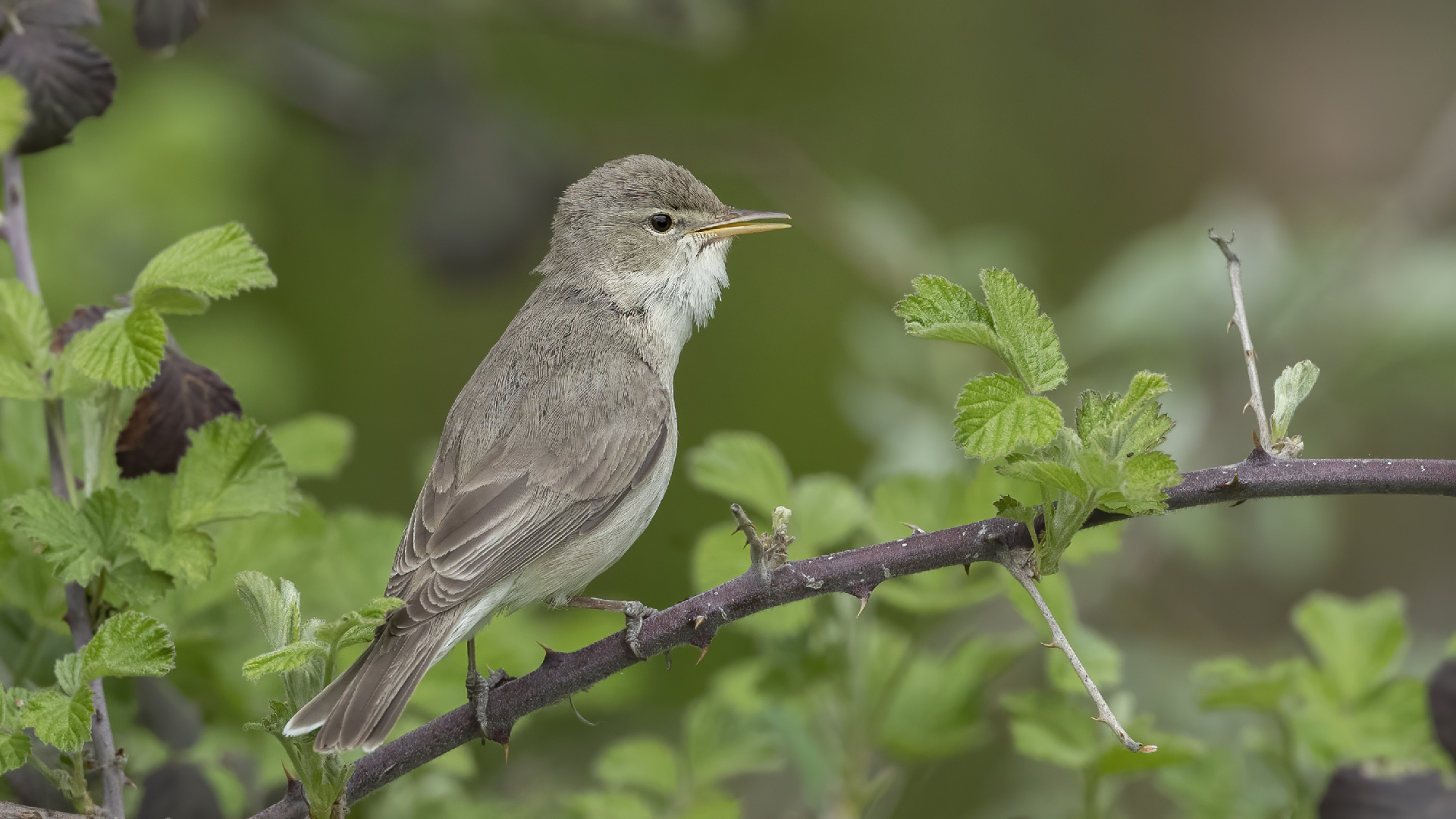Eastern Olivaceous Warbler