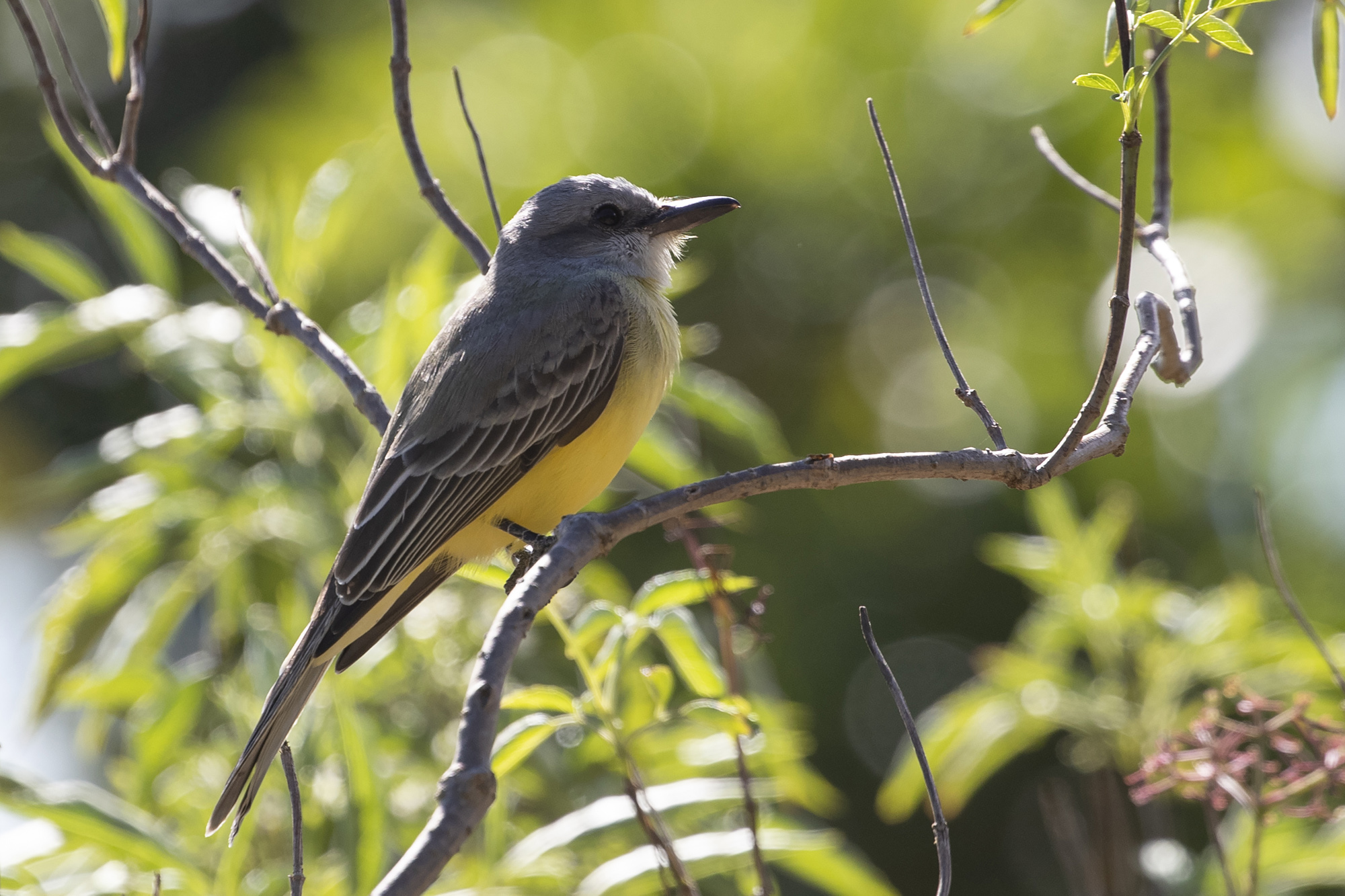 Tropical Kingbird — Ana fotoğraf