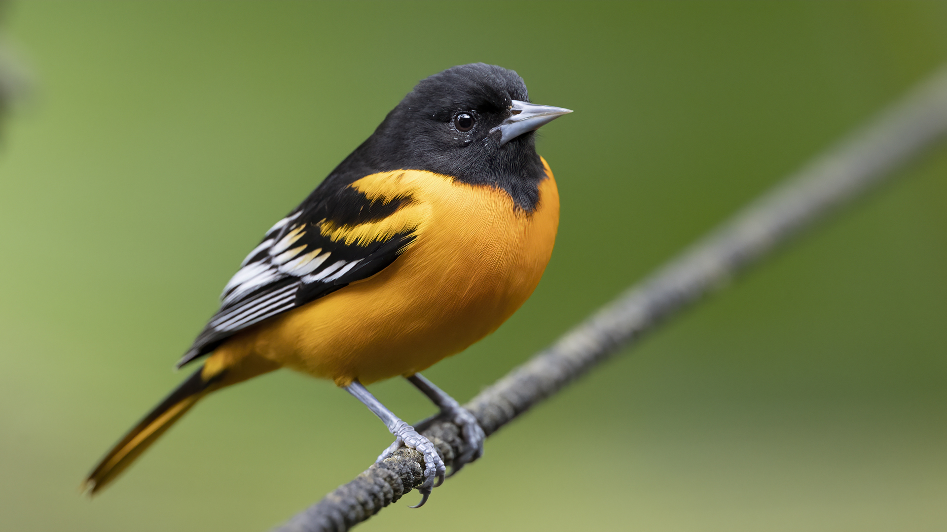Baltimore Oriole — Ana fotoğraf