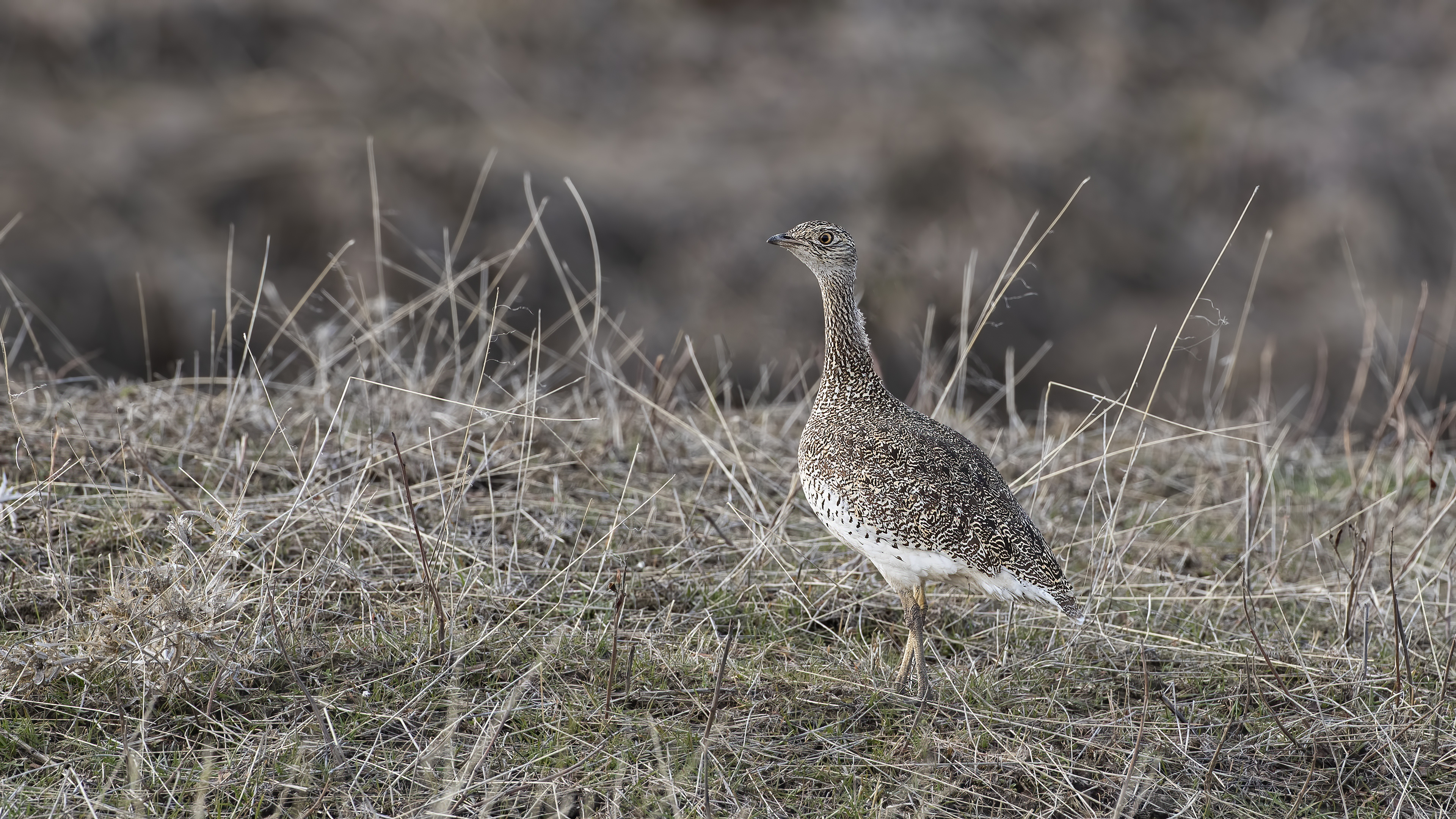 Little Bustard
