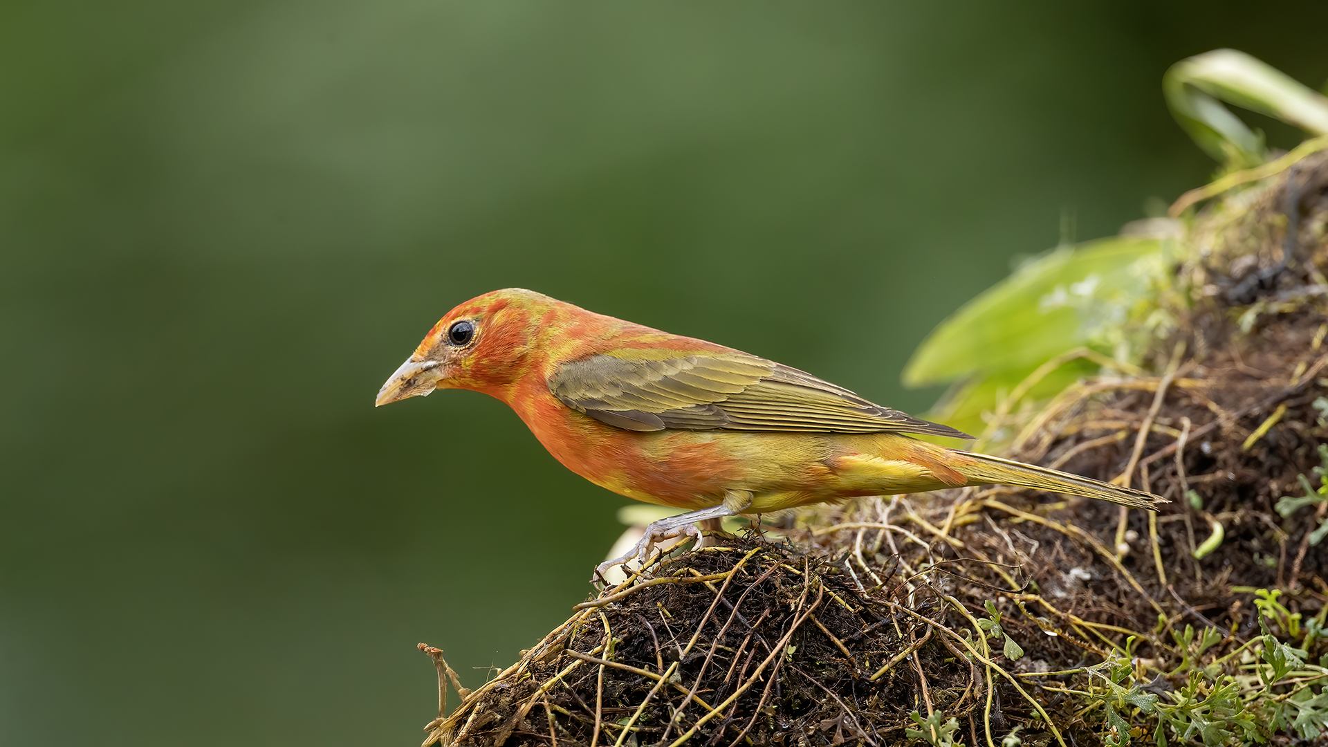 Summer Tanager