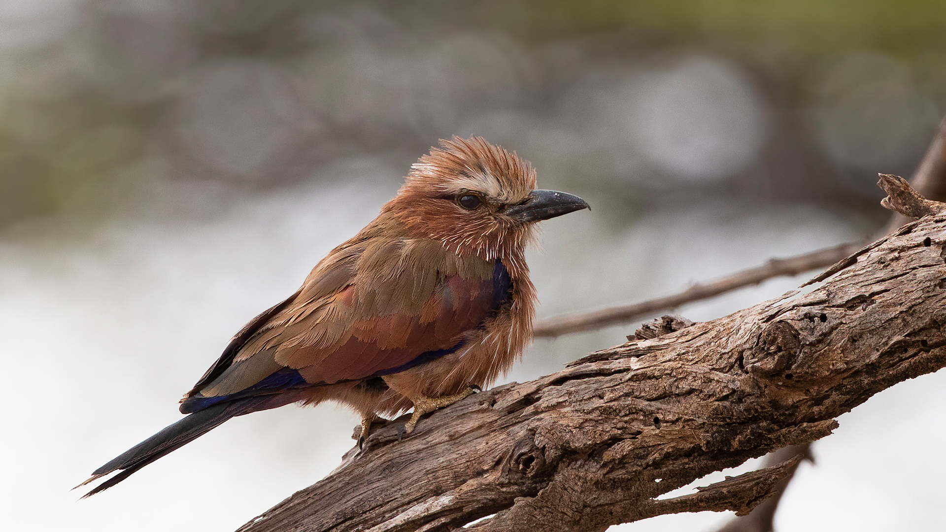 Rufous-crowned Roller — Ana fotoğraf