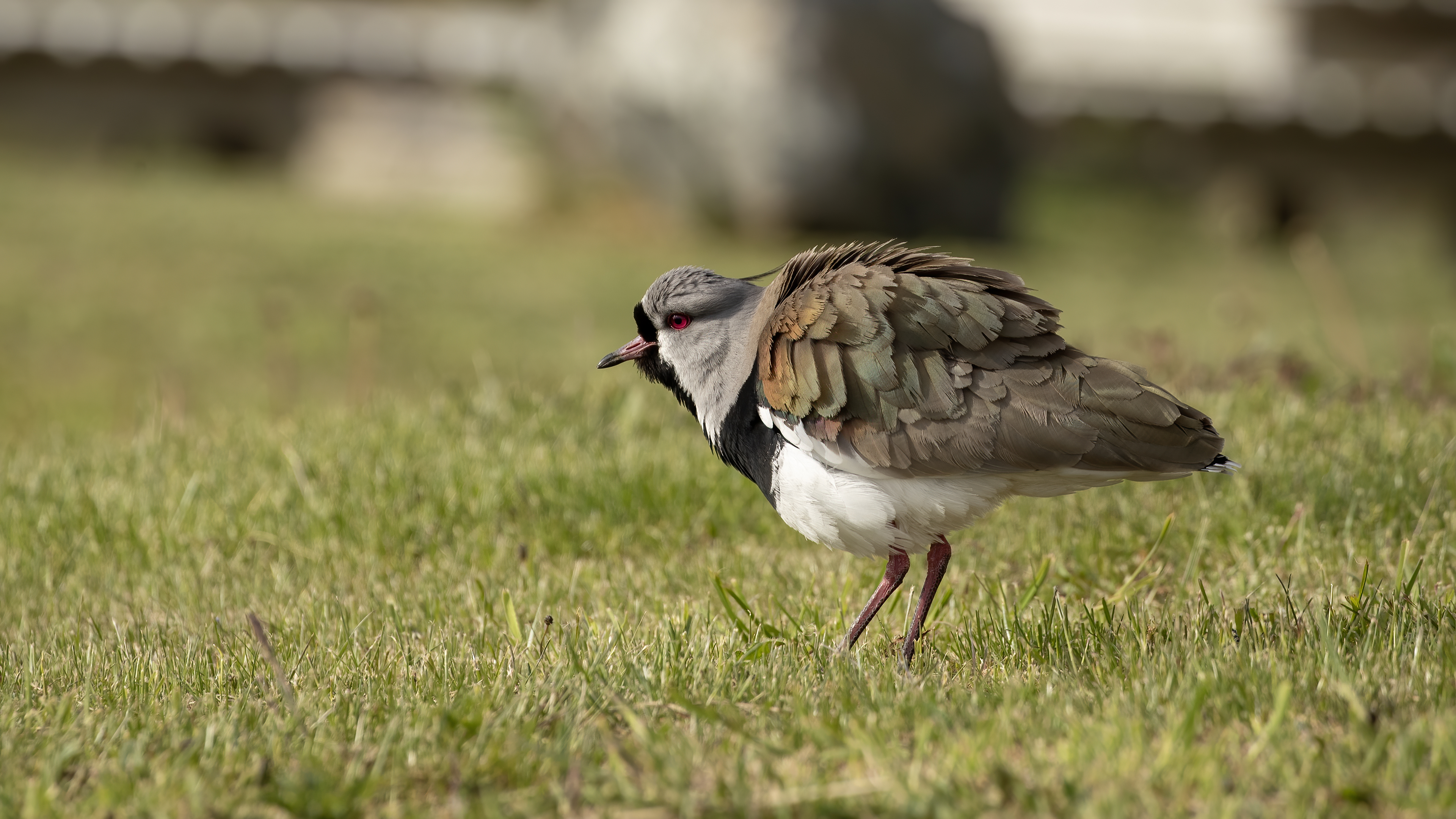 Southern Lapwing