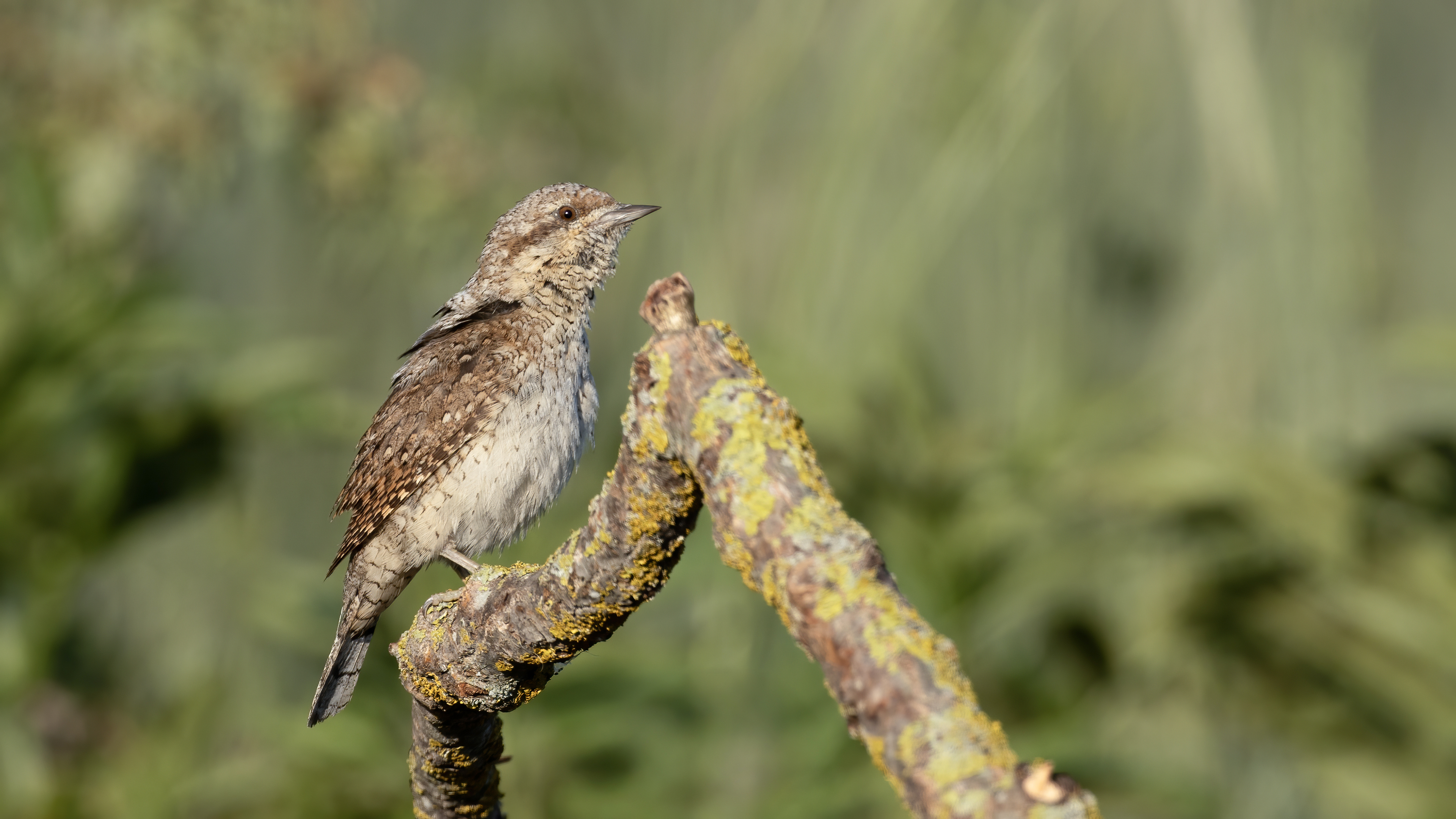 Eurasian Wryneck