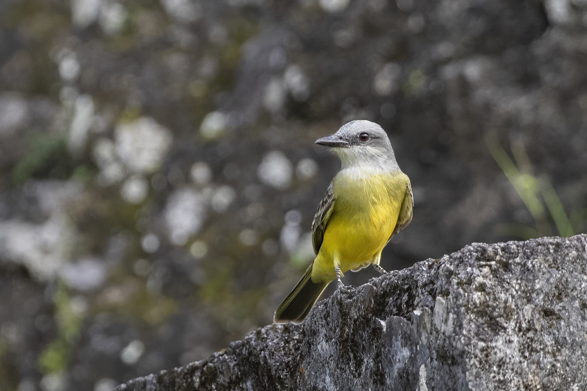 Tropical Kingbird