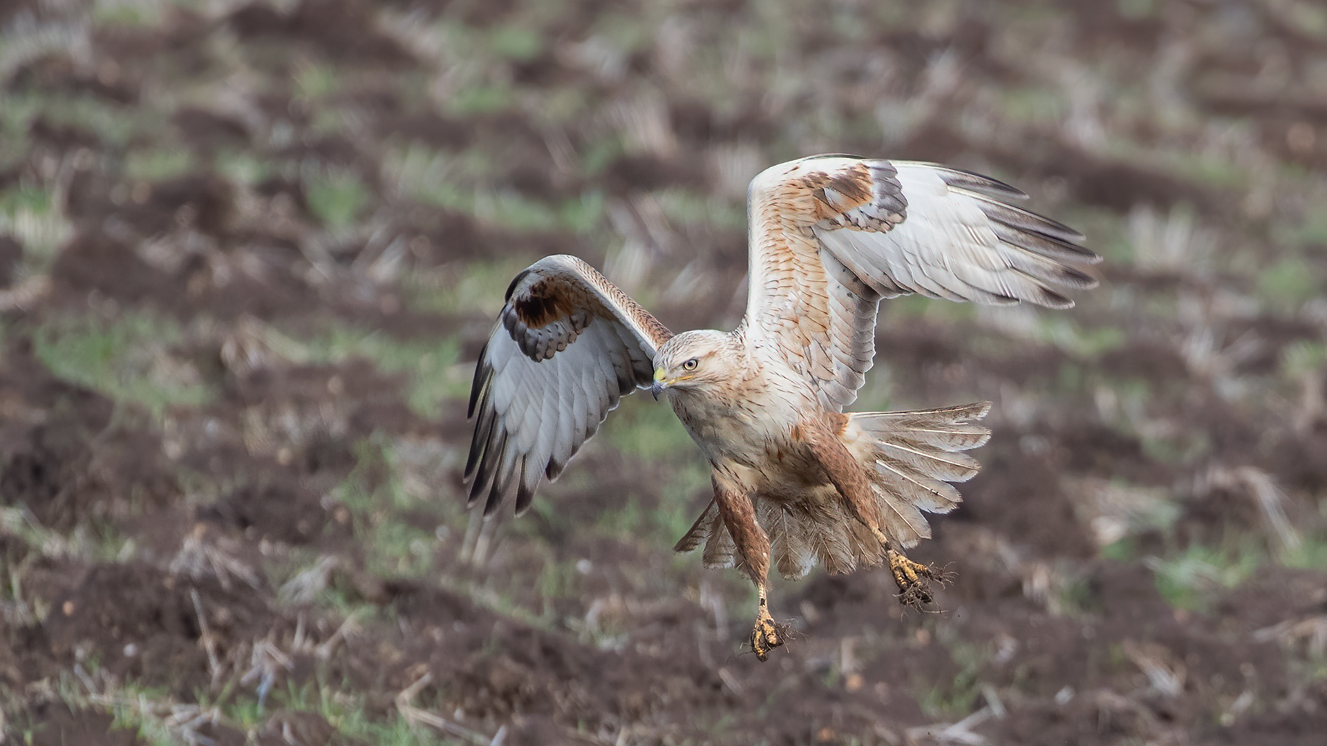 Long-legged Buzzard