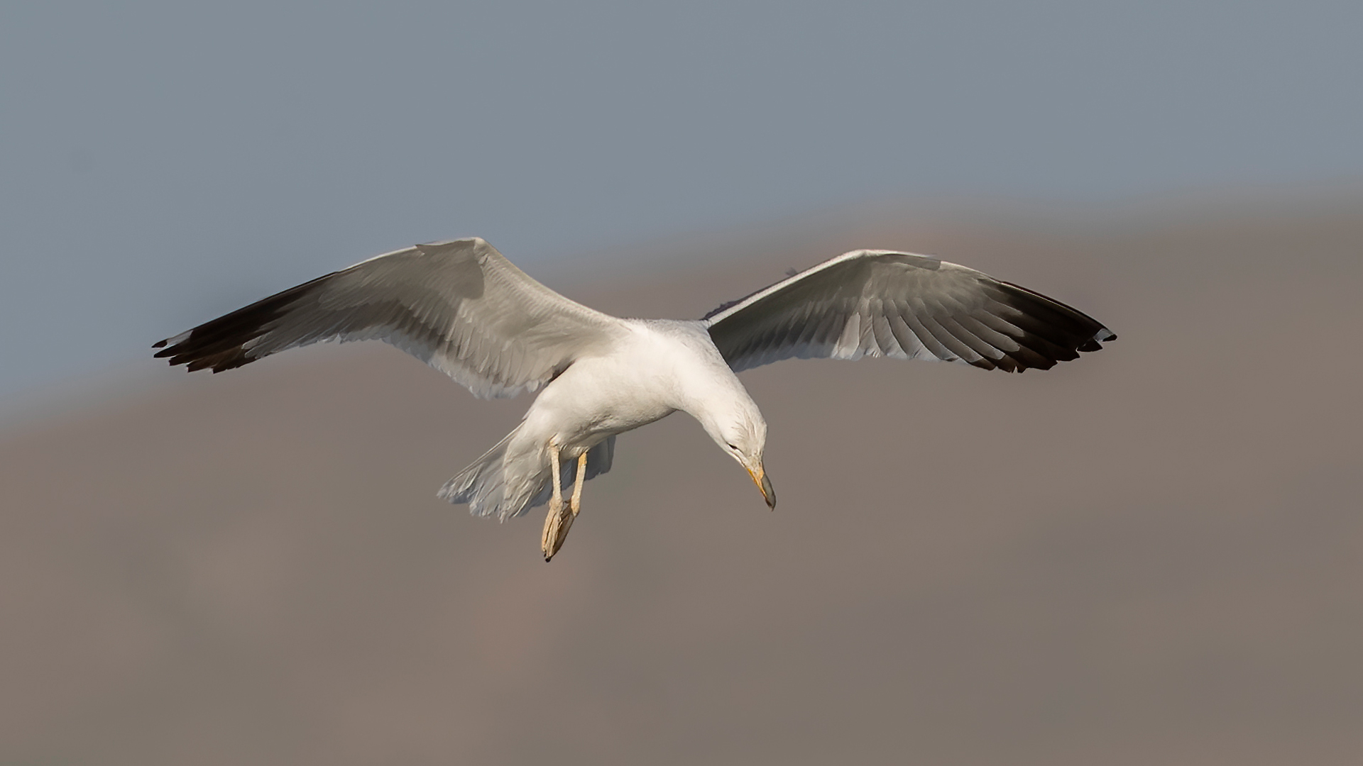 Eleonora's Falcon