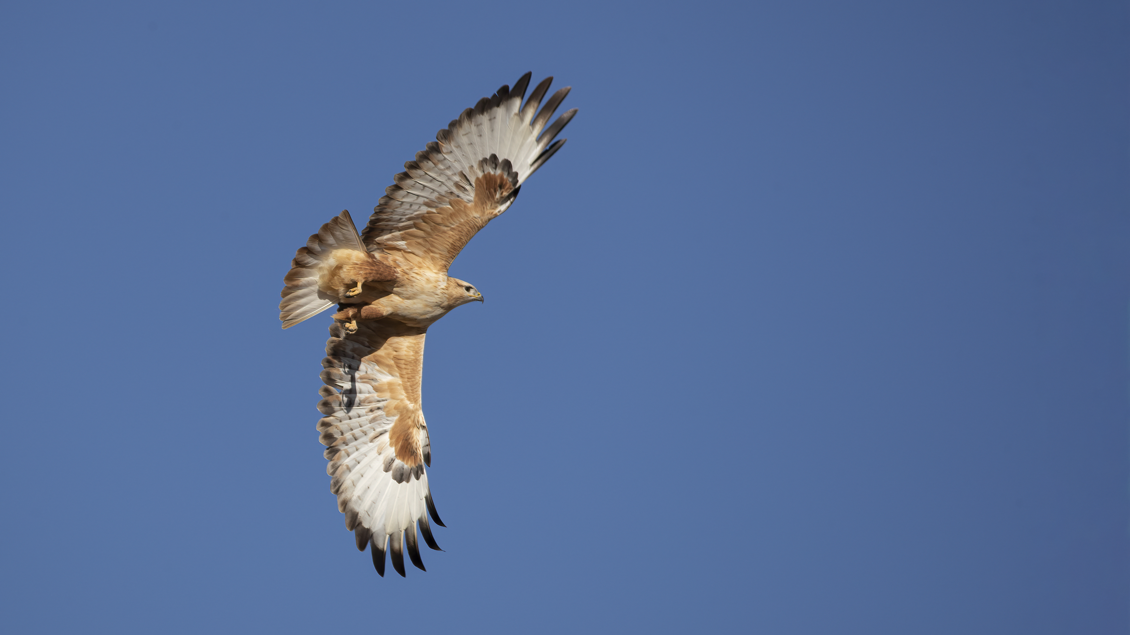 Long-legged Buzzard