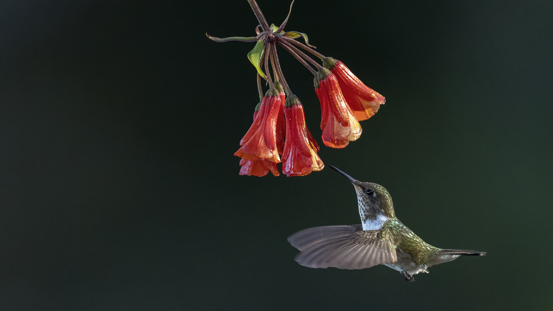 Acadian Flycatcher