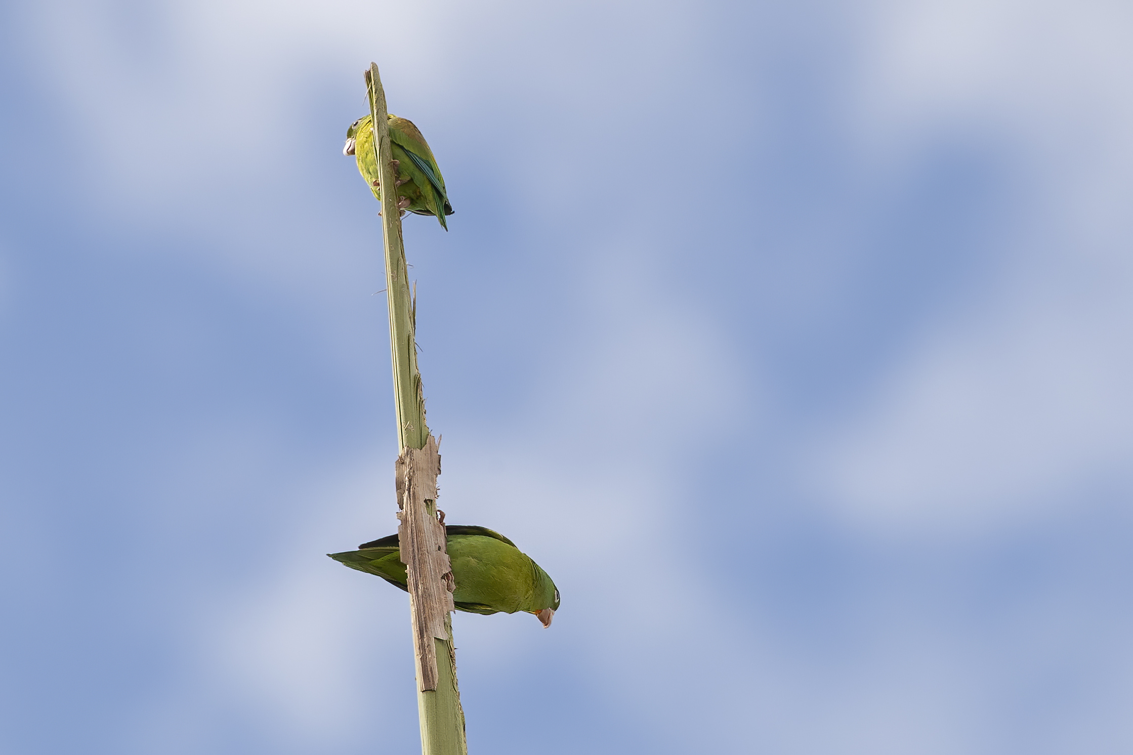 Acadian Flycatcher — Ana fotoğraf