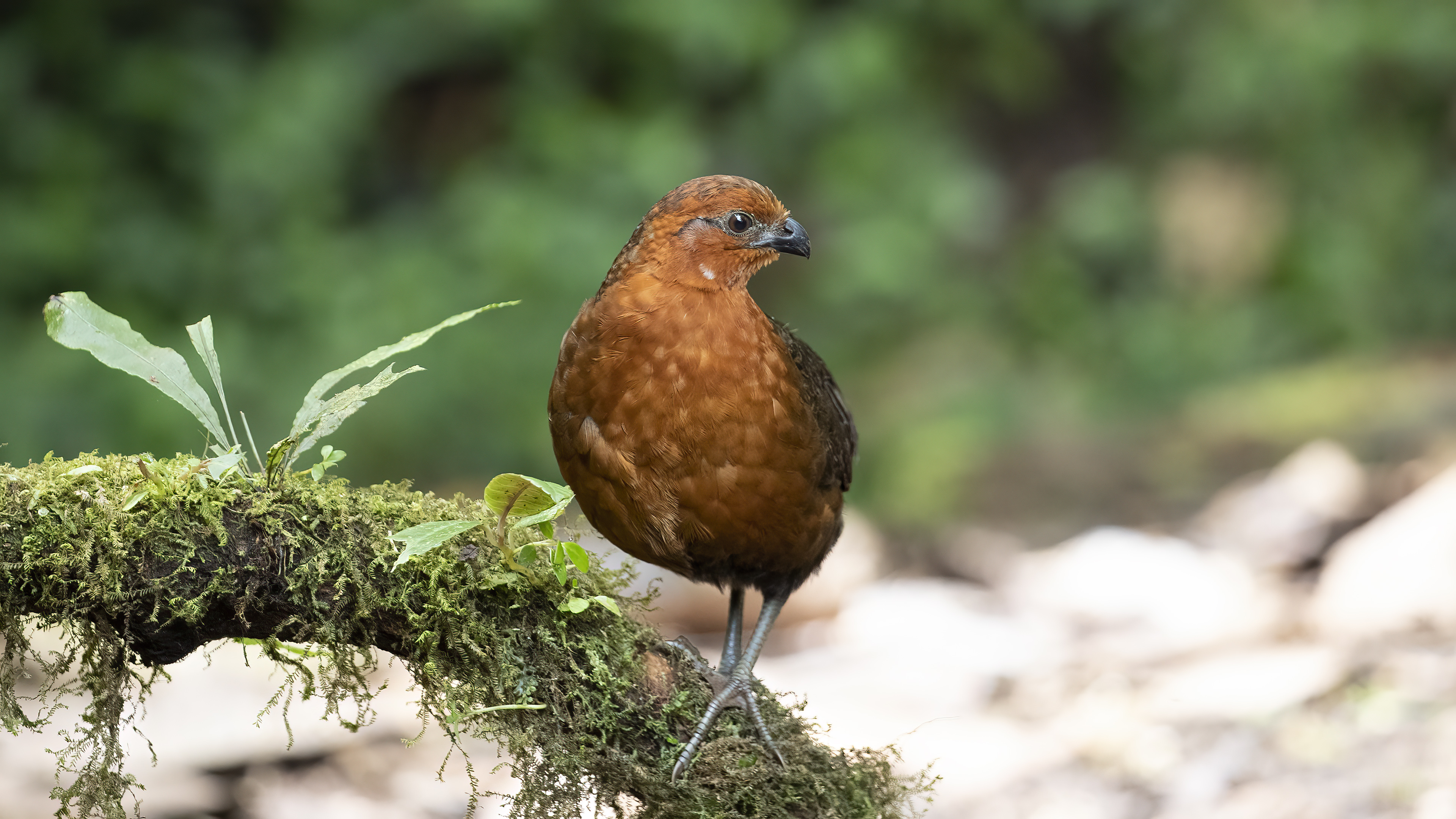 Chestnut Wood-Quail