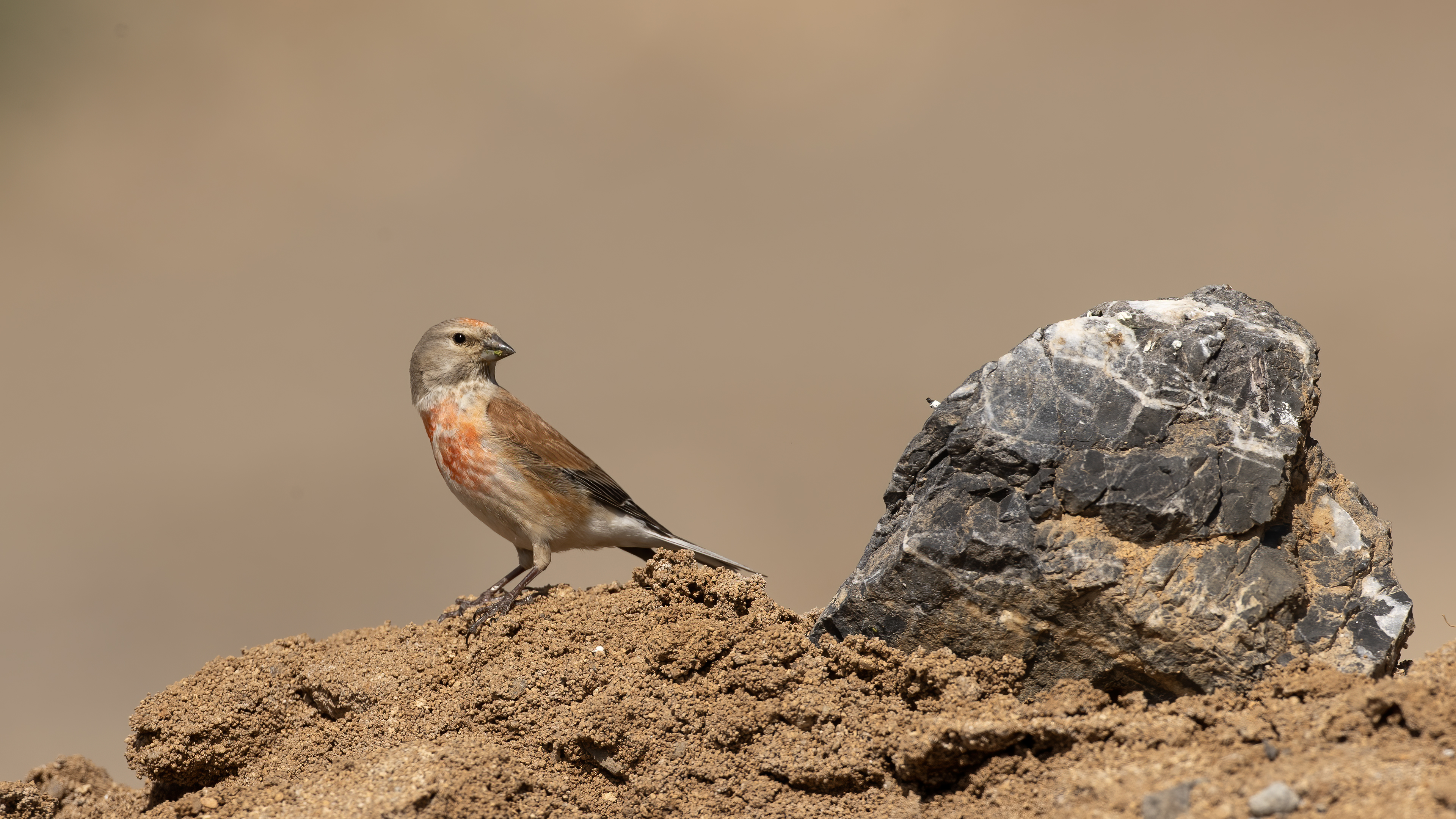 Eurasian Linnet