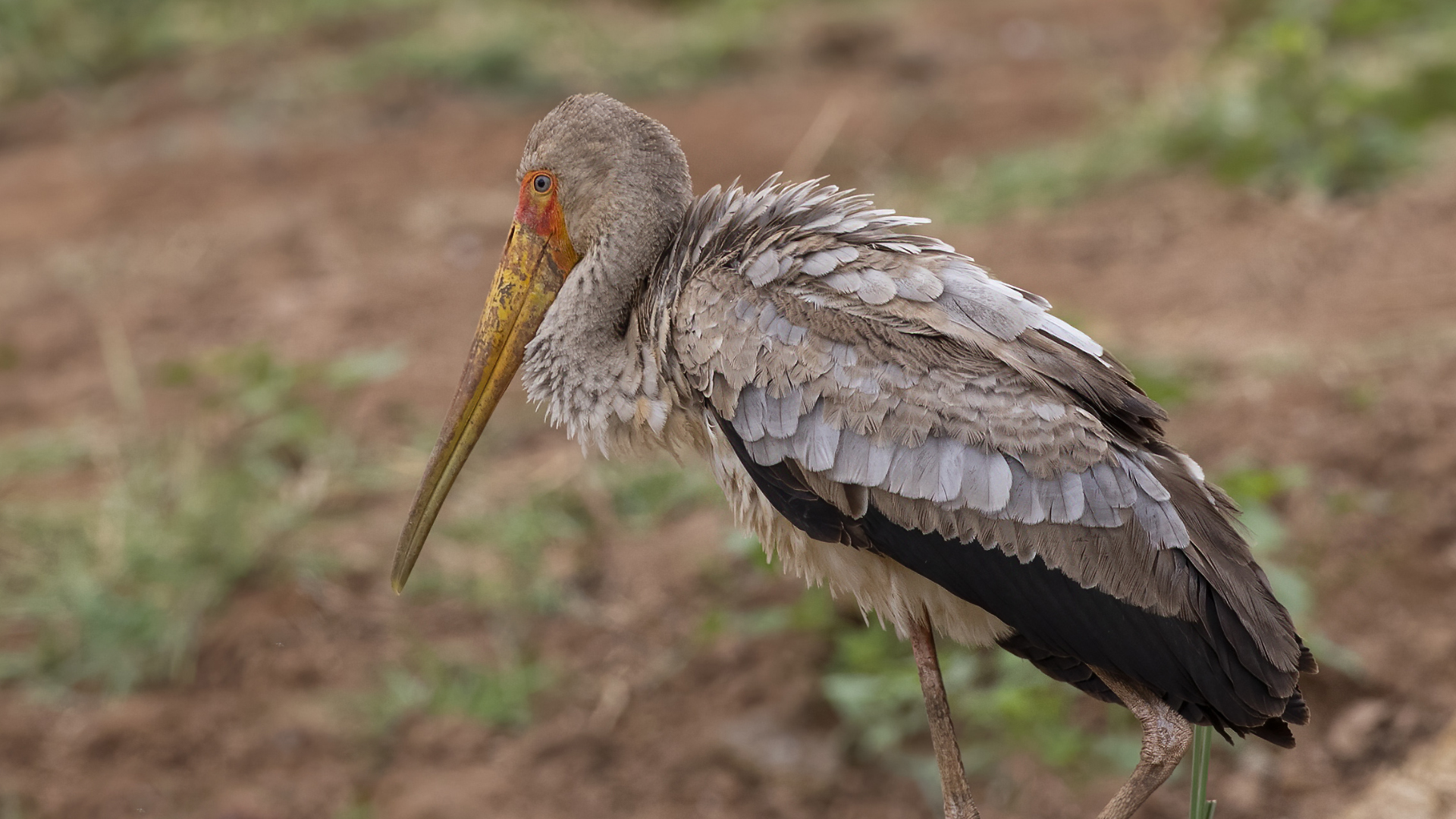 Yellow-billed Stork — Ana fotoğraf