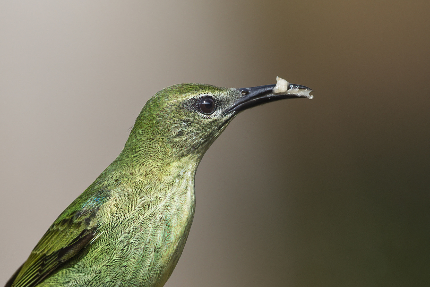 Red-legged Honeycreeper