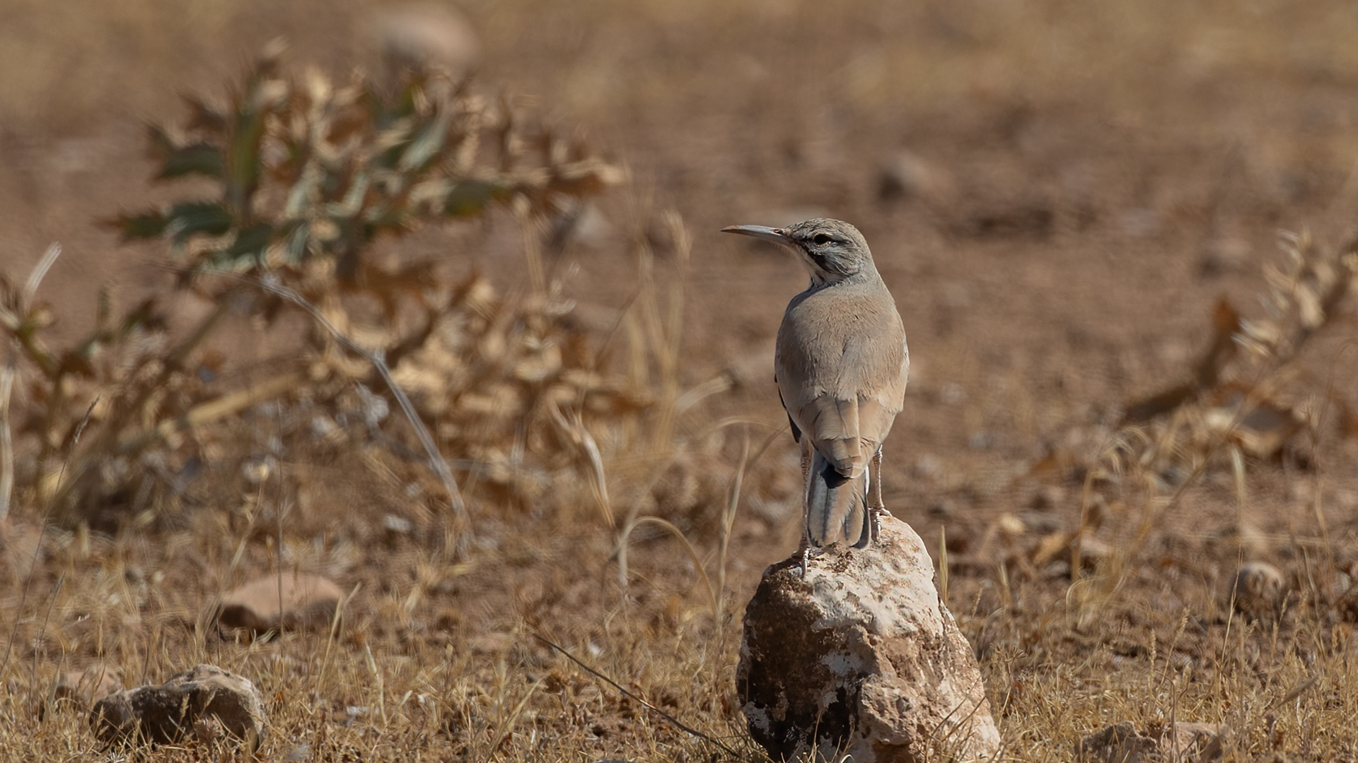 Greater Hoopoe-Lark