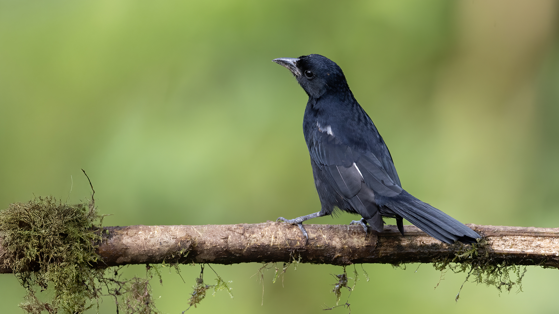 White-lined Tanager