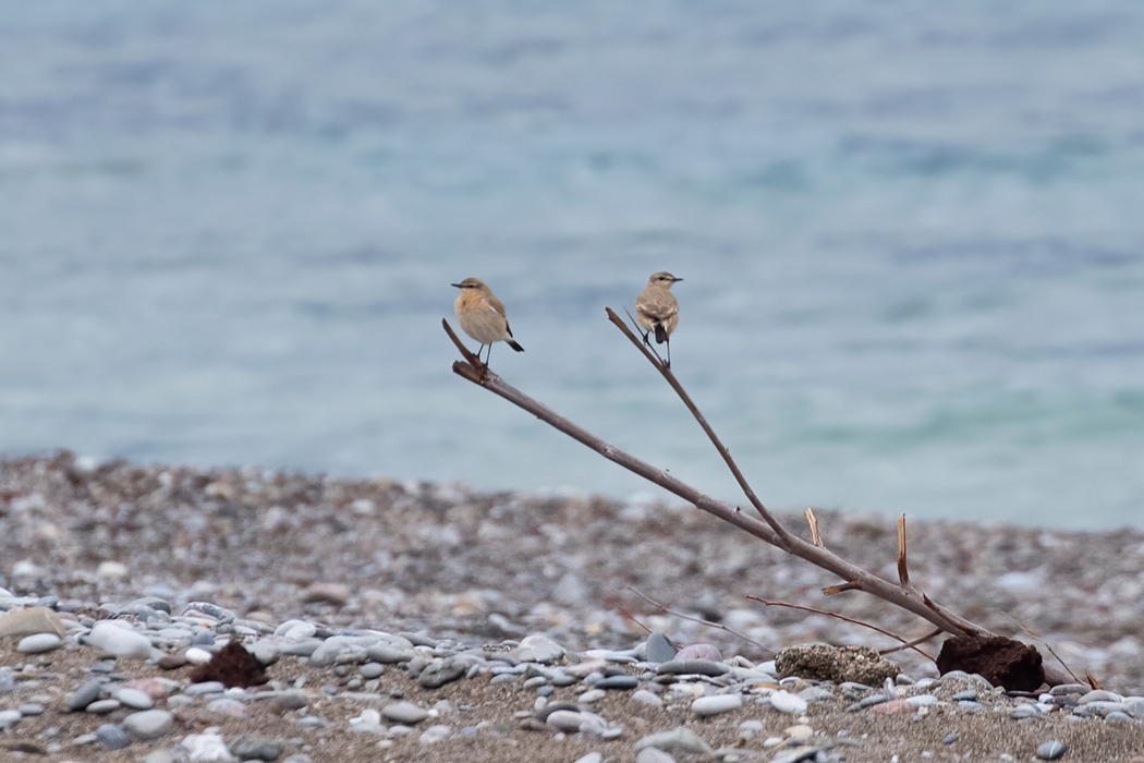 Isabelline Wheatear
