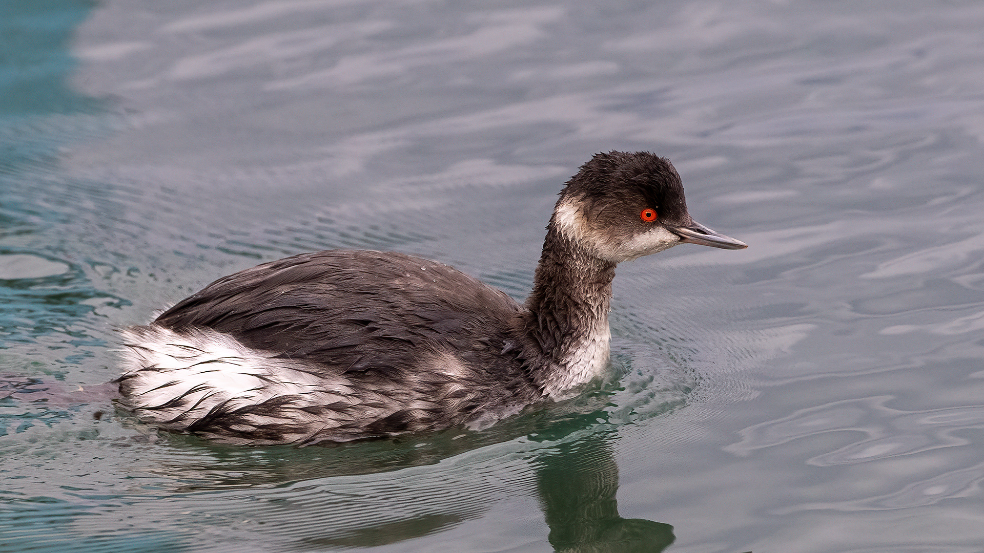 Eared Grebe — Ana fotoğraf