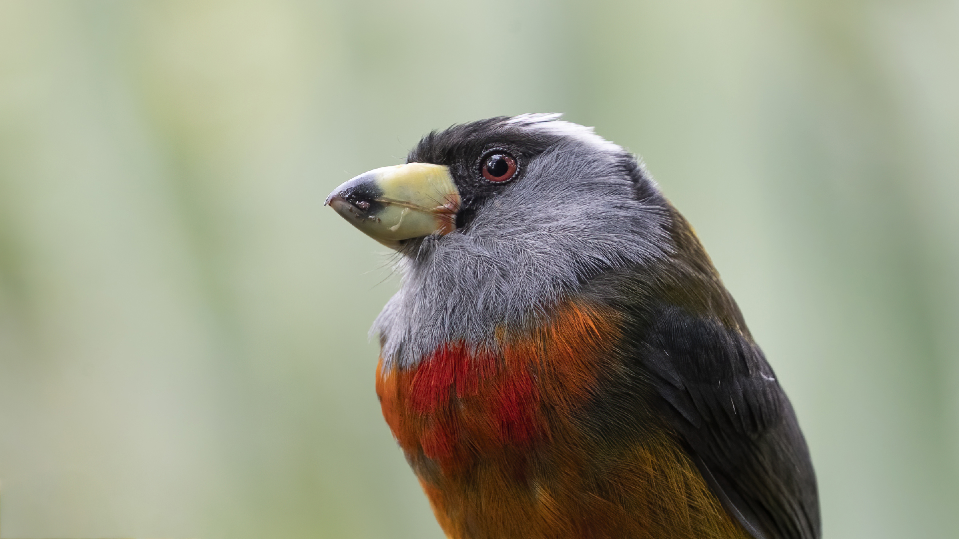 Toucan Barbet