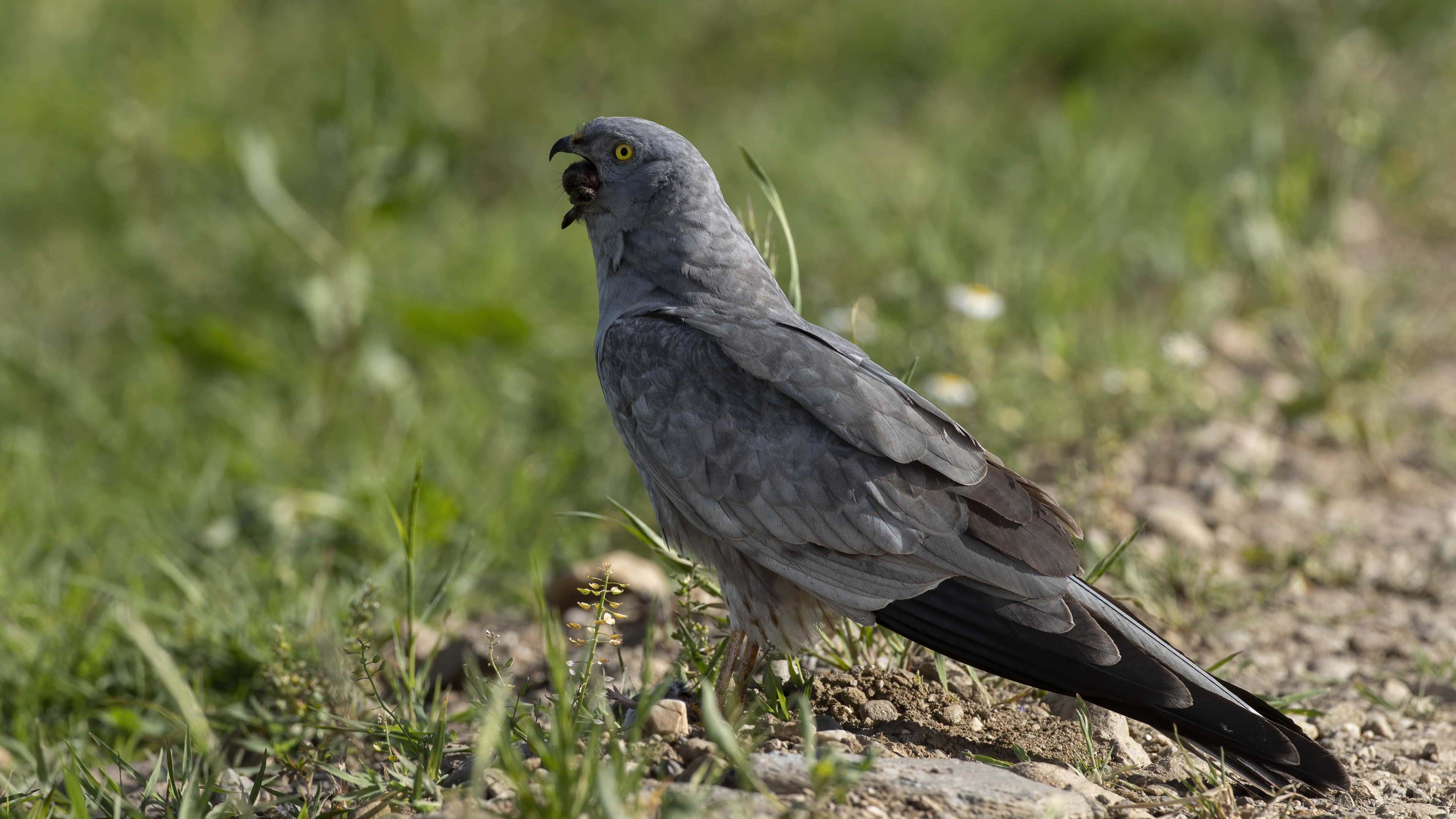 Montagu's Harrier