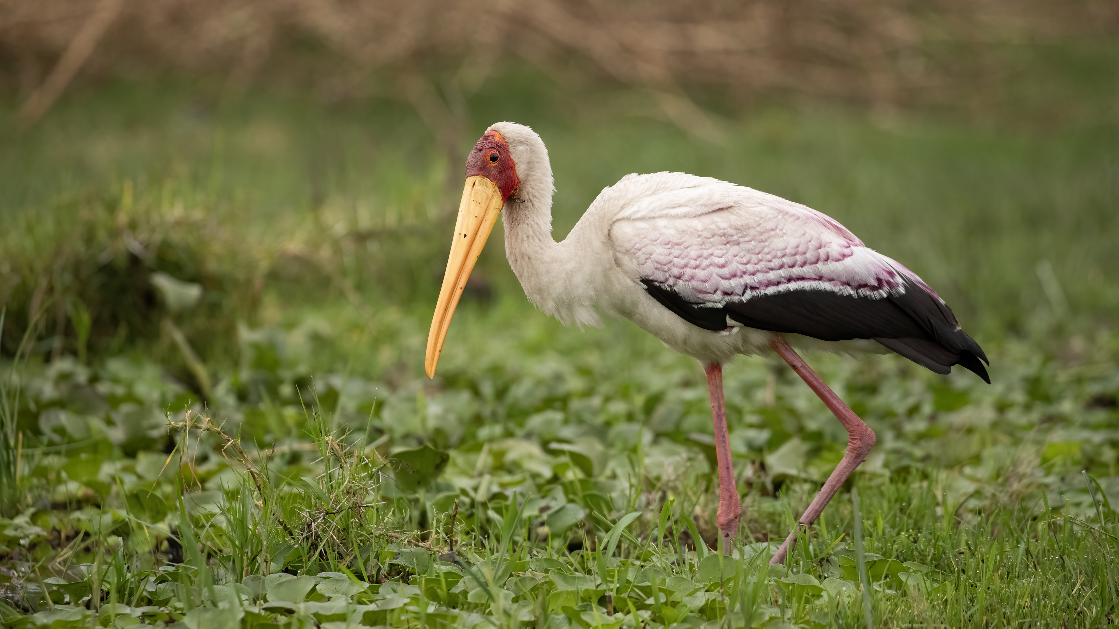 Yellow-billed Stork