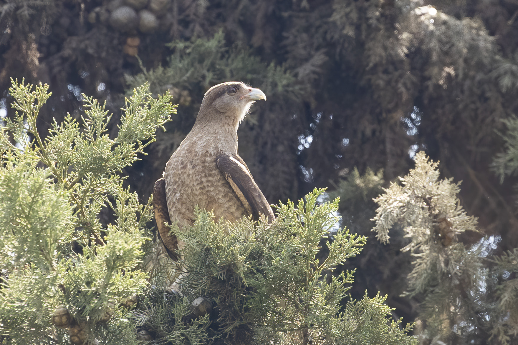 Chimango Caracara