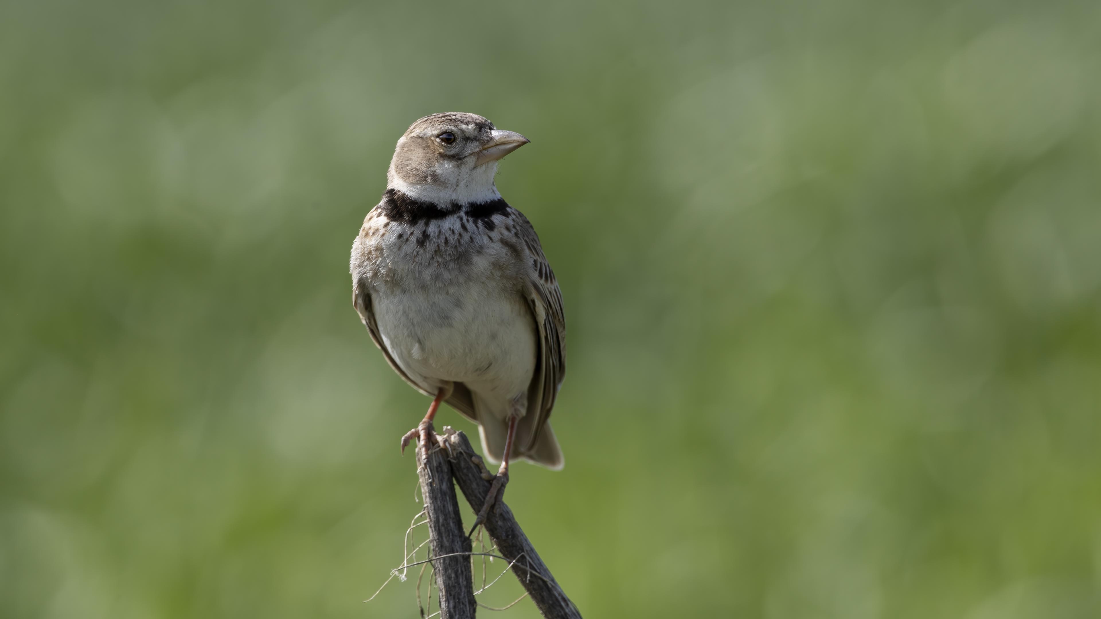 Calandra Lark — Ana fotoğraf