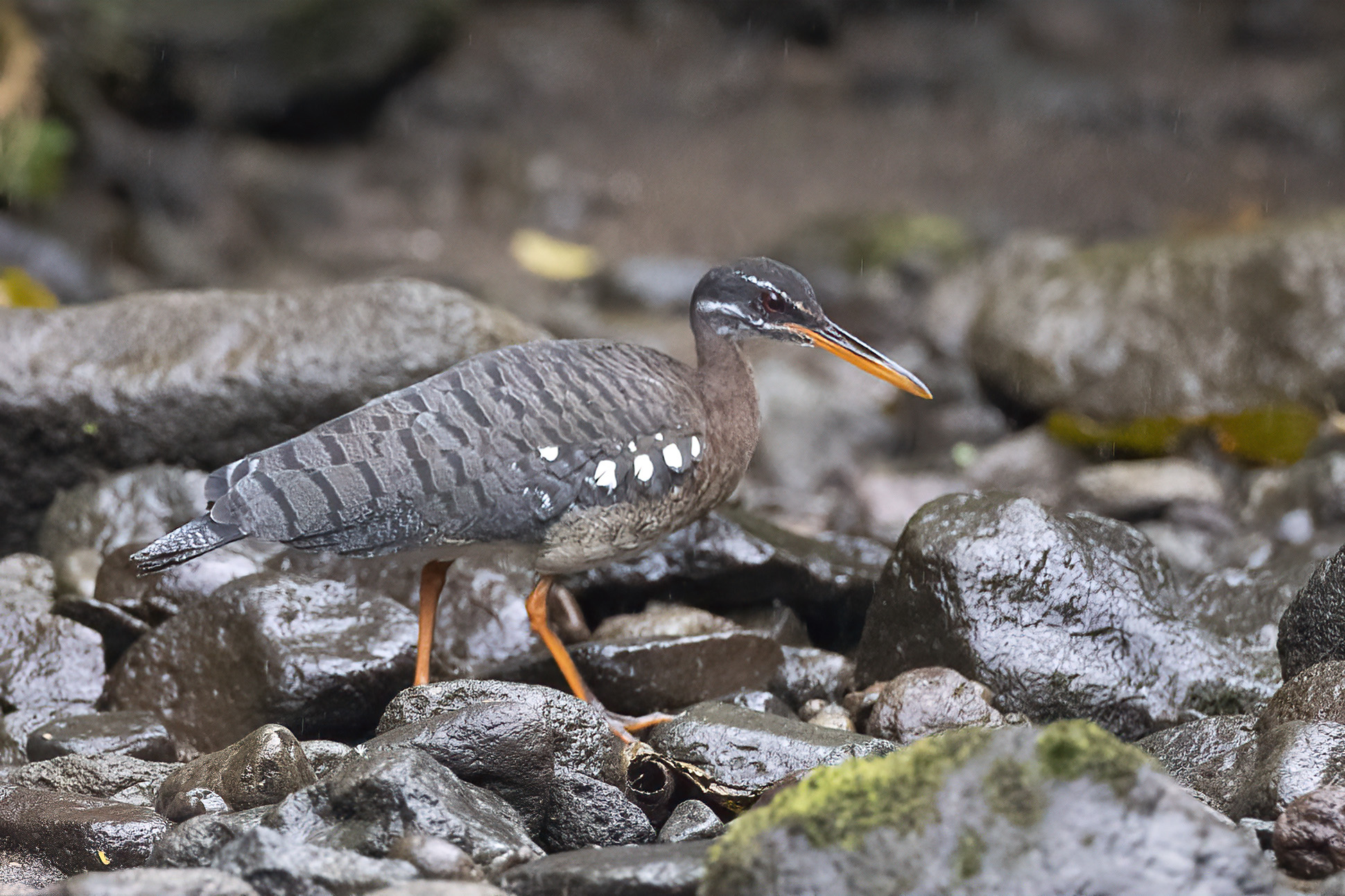 Sunbittern