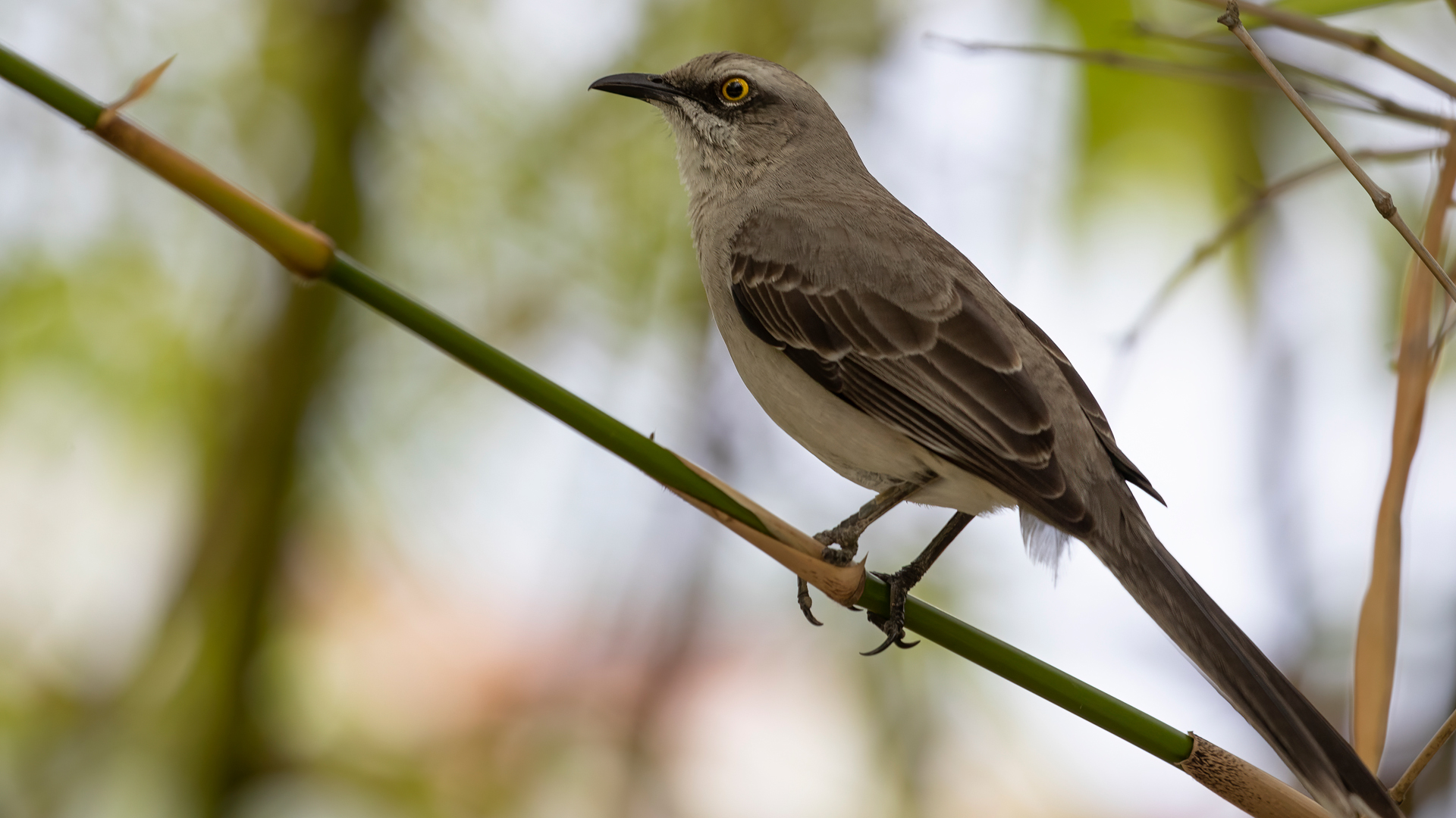 Acadian Flycatcher — Ana fotoğraf