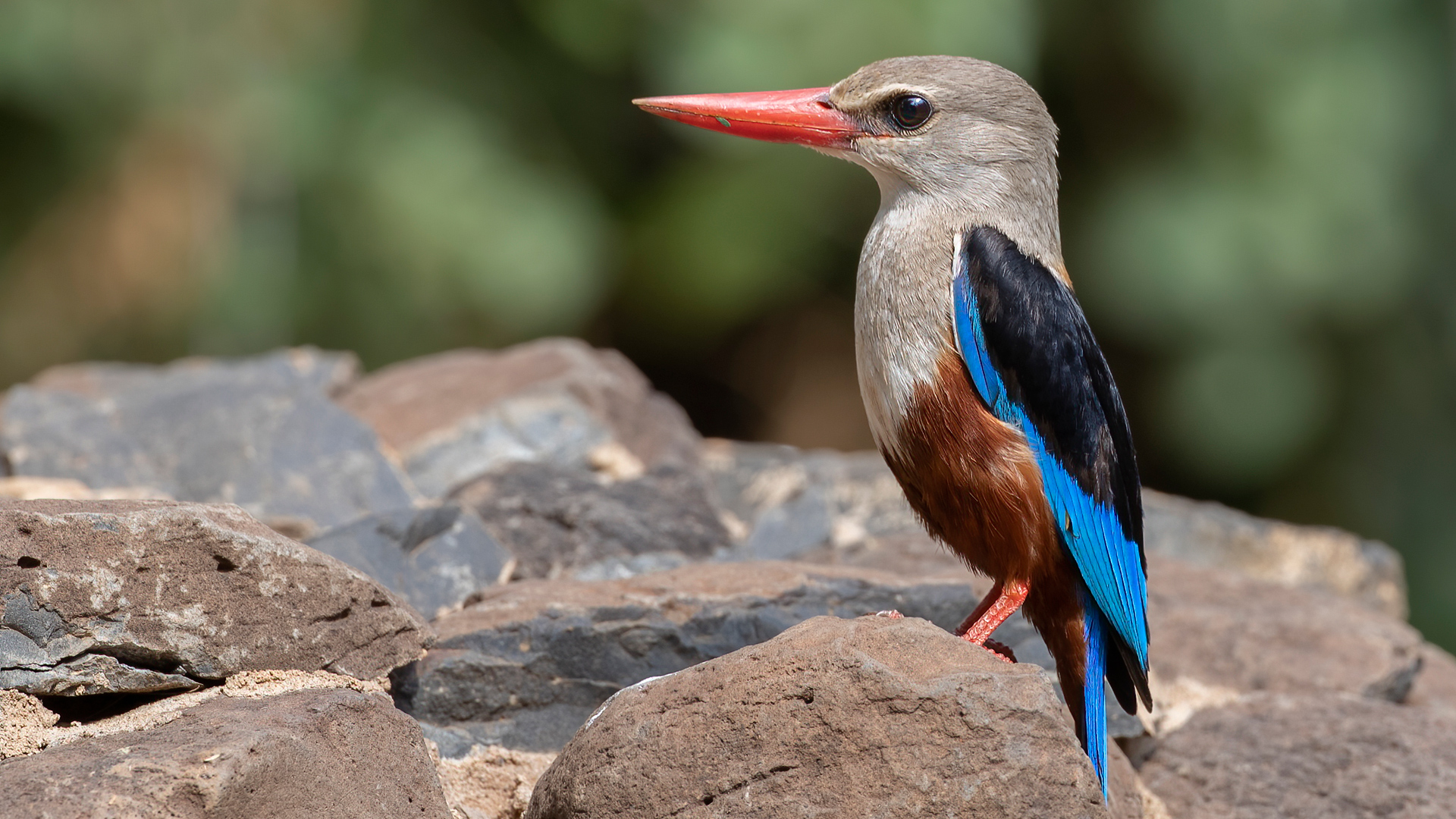 Gray-headed Kingfisher — Ana fotoğraf