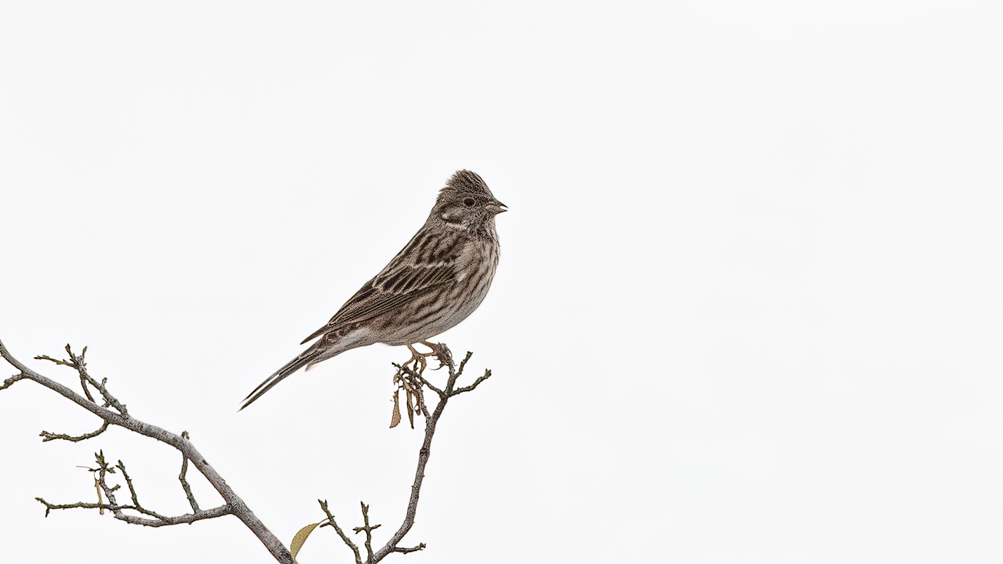 Pine Bunting