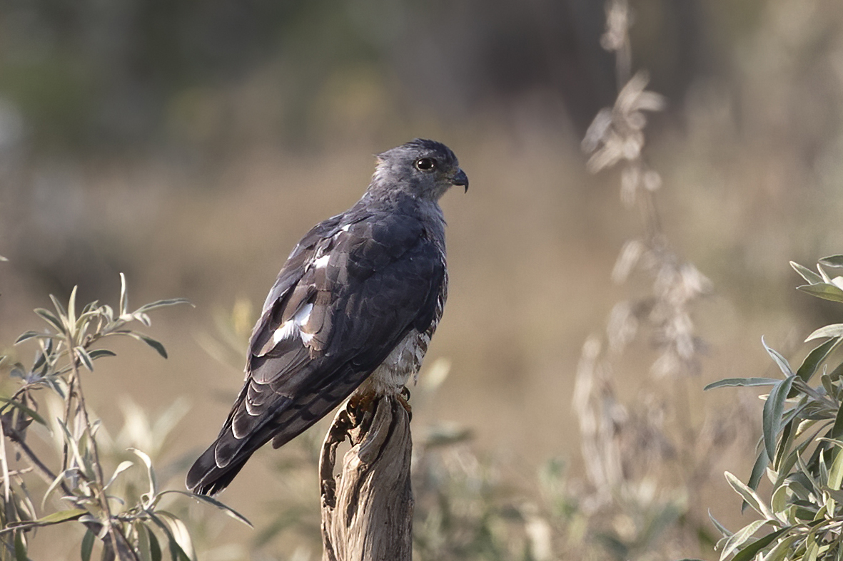 Abbott's Starling — Ana fotoğraf