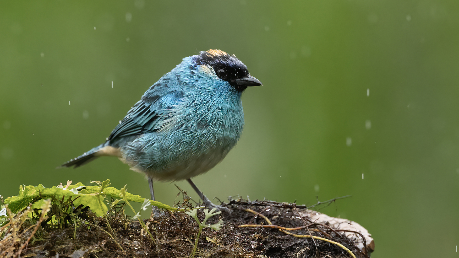 Golden-naped Tanager